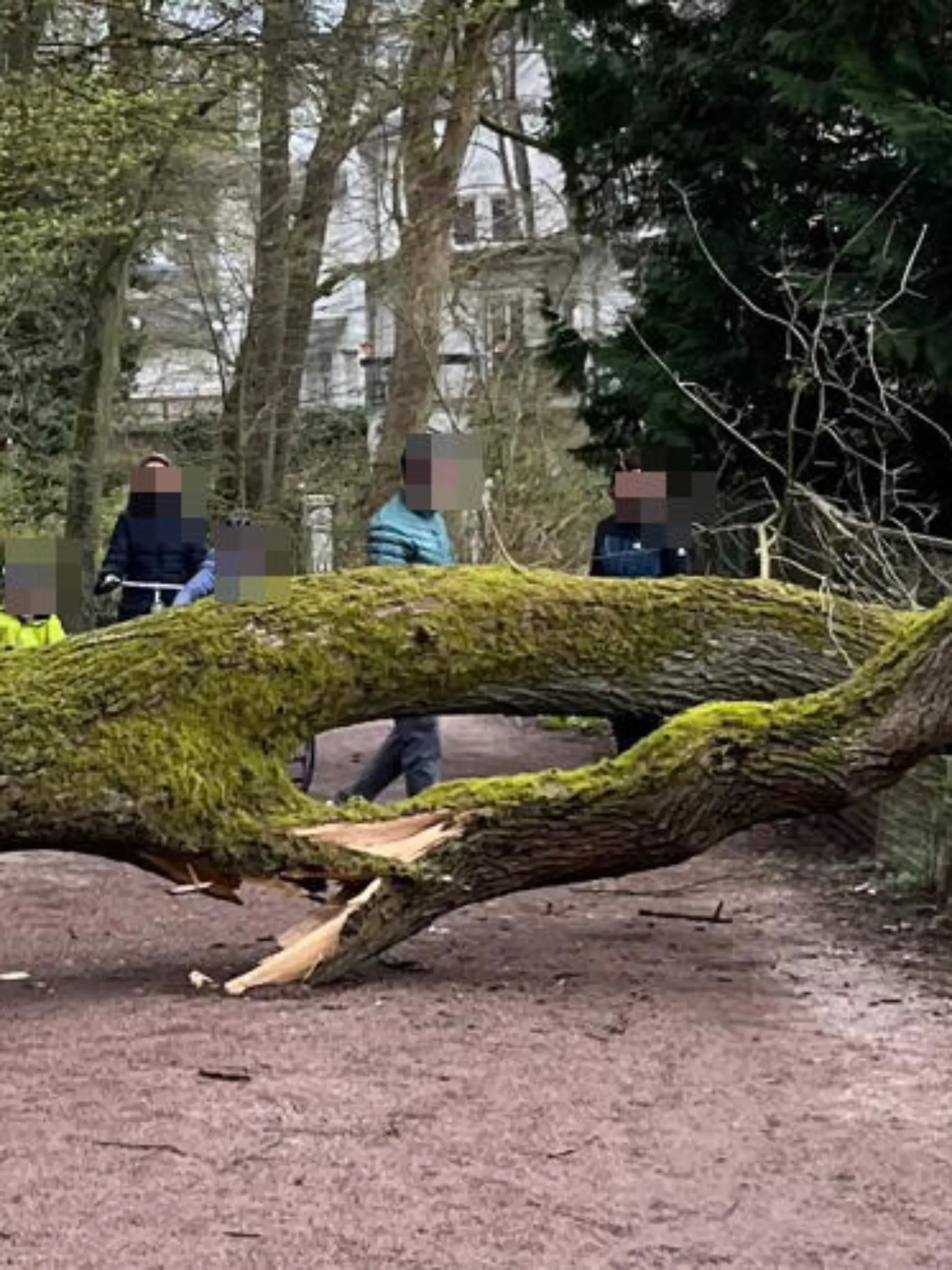 Sonntagspaziergang endet mit Schock: Die 20 Meter-Eiche versperrt der Familie den Weg.