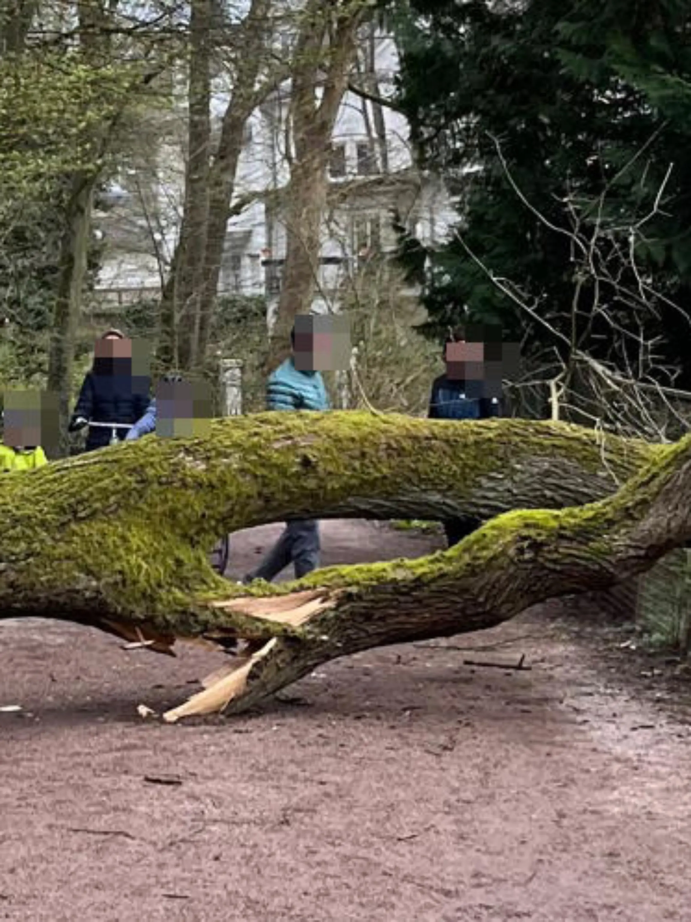 Sonntagspaziergang endet mit Schock: Die 20 Meter-Eiche versperrt der Familie den Weg.