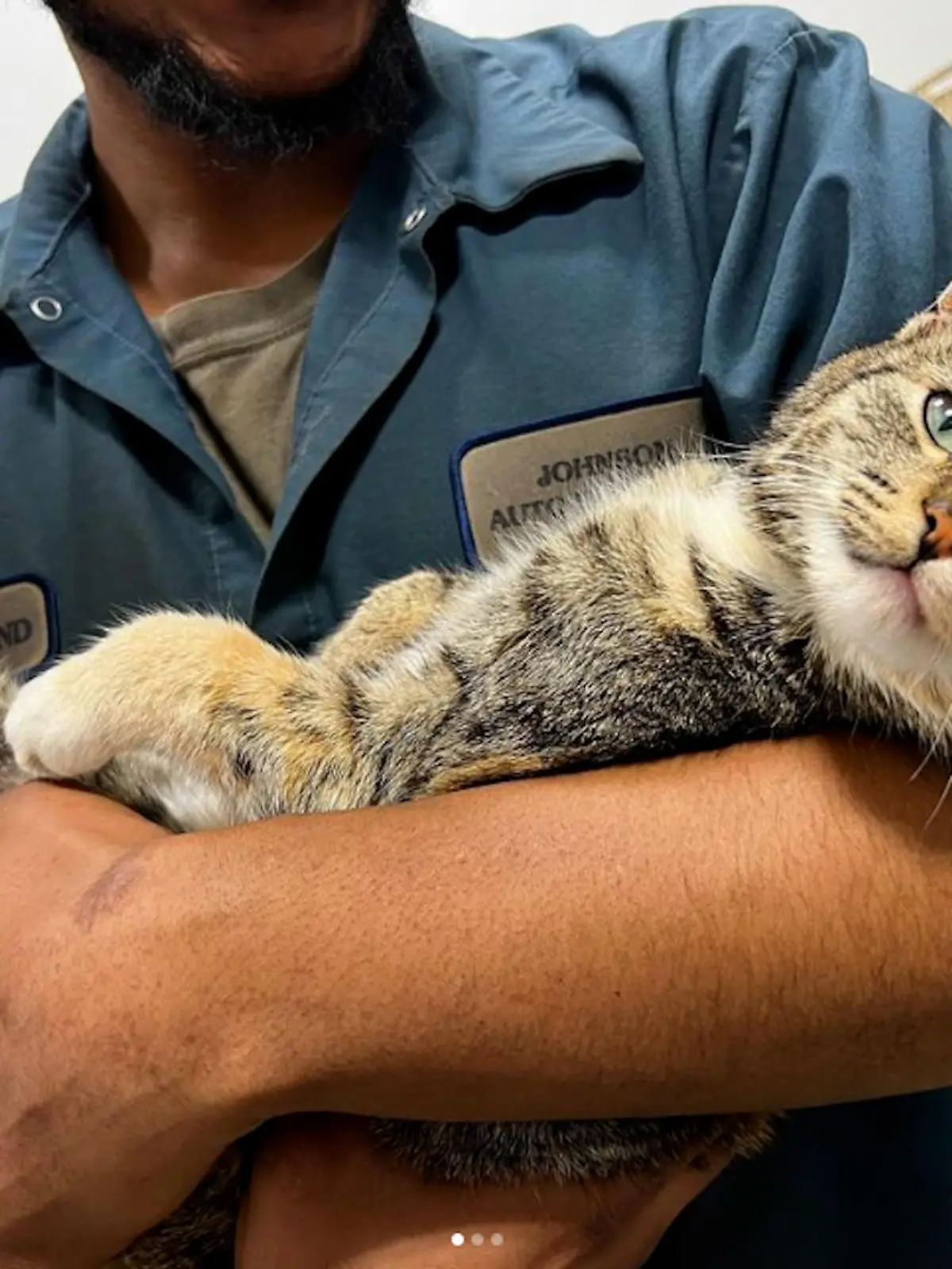 Katze Lilly entkam knapp der Schrottpresse.