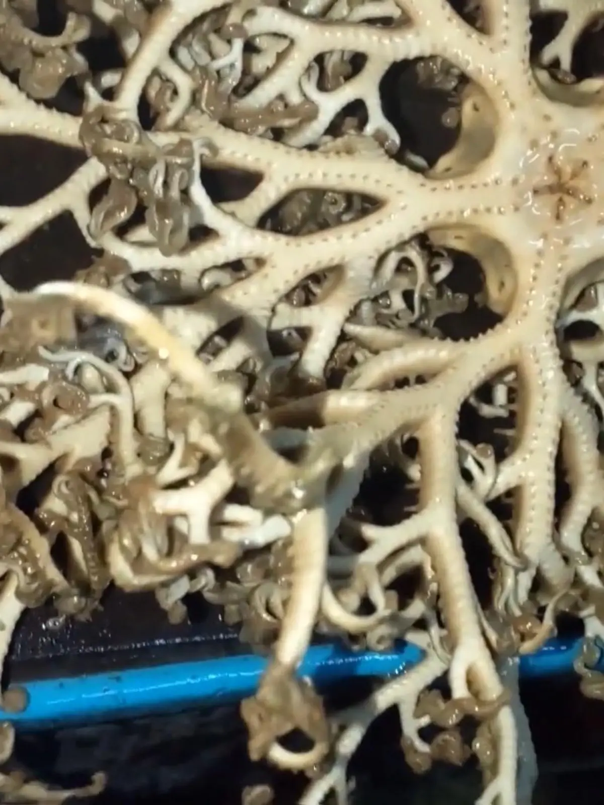 Eigentlich wollte der Fischer Tirawat an diesem Tag nur Stachelrochen fangen. Doch am 09. September hat er auf der Insel Phuket versehentlich noch ein ganz anderes Tier aus dem Meer gefischt: Ein alienartiges Tiefseetier, das ihn alles andere als fasziniert hat!