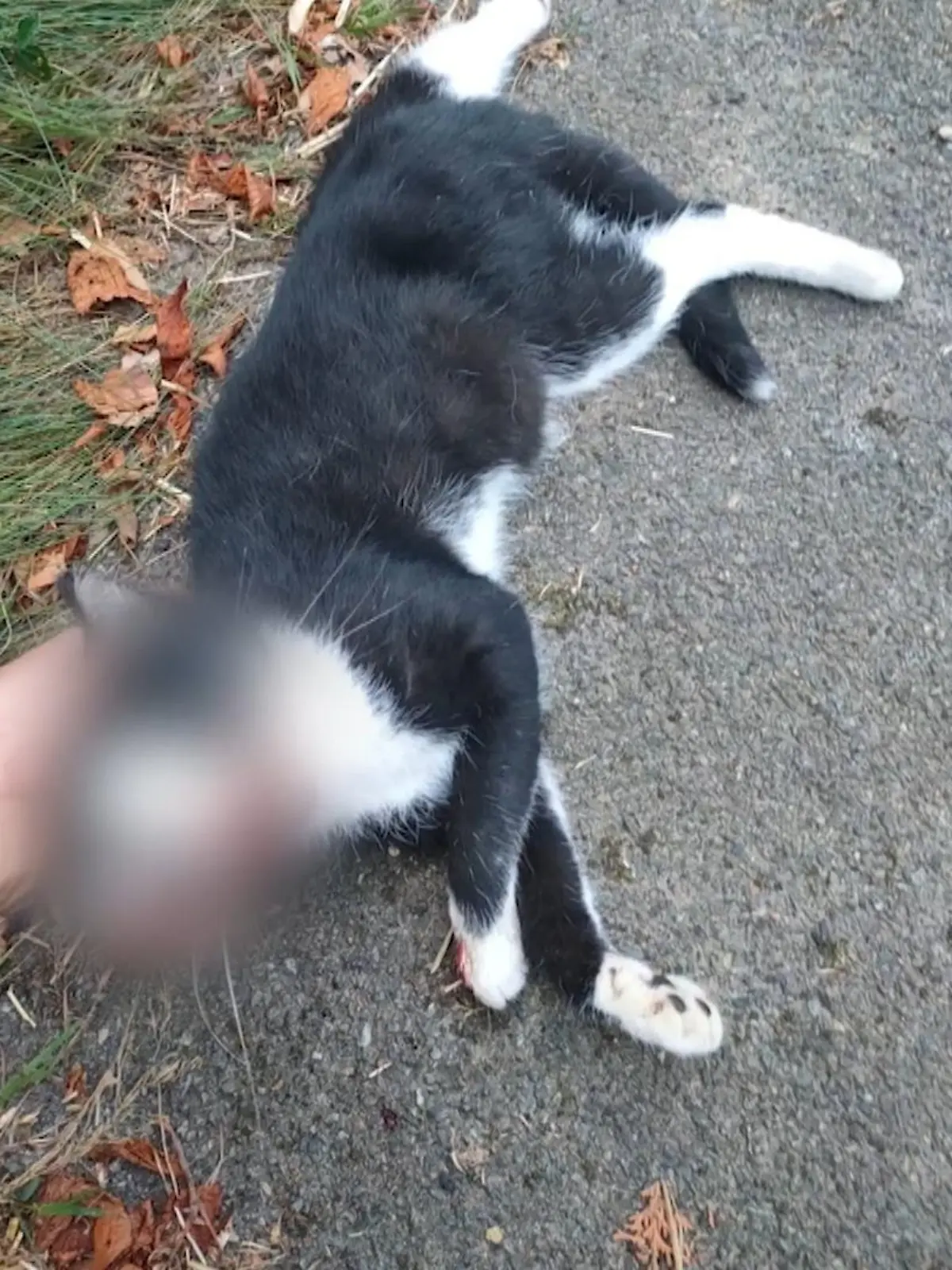 Polizisten bei Detmold überfahren eine Katze. Und das mit Absicht, denn die Beamten wollten das Tier wohl nur erlösen. Kurz zuvor wurde die Katze von einem Auto angefahren und schwer verletzt. Der Besitzer hat die Polizisten trotzdem angezeigt.
