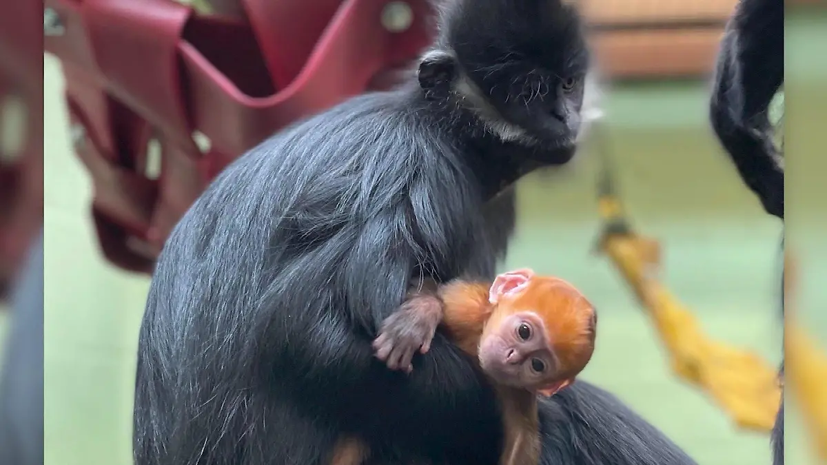 Der kleine Tonkin-Schwarzlangur hängt in den Armen seiner Mutter im Zoo Whipsnape.