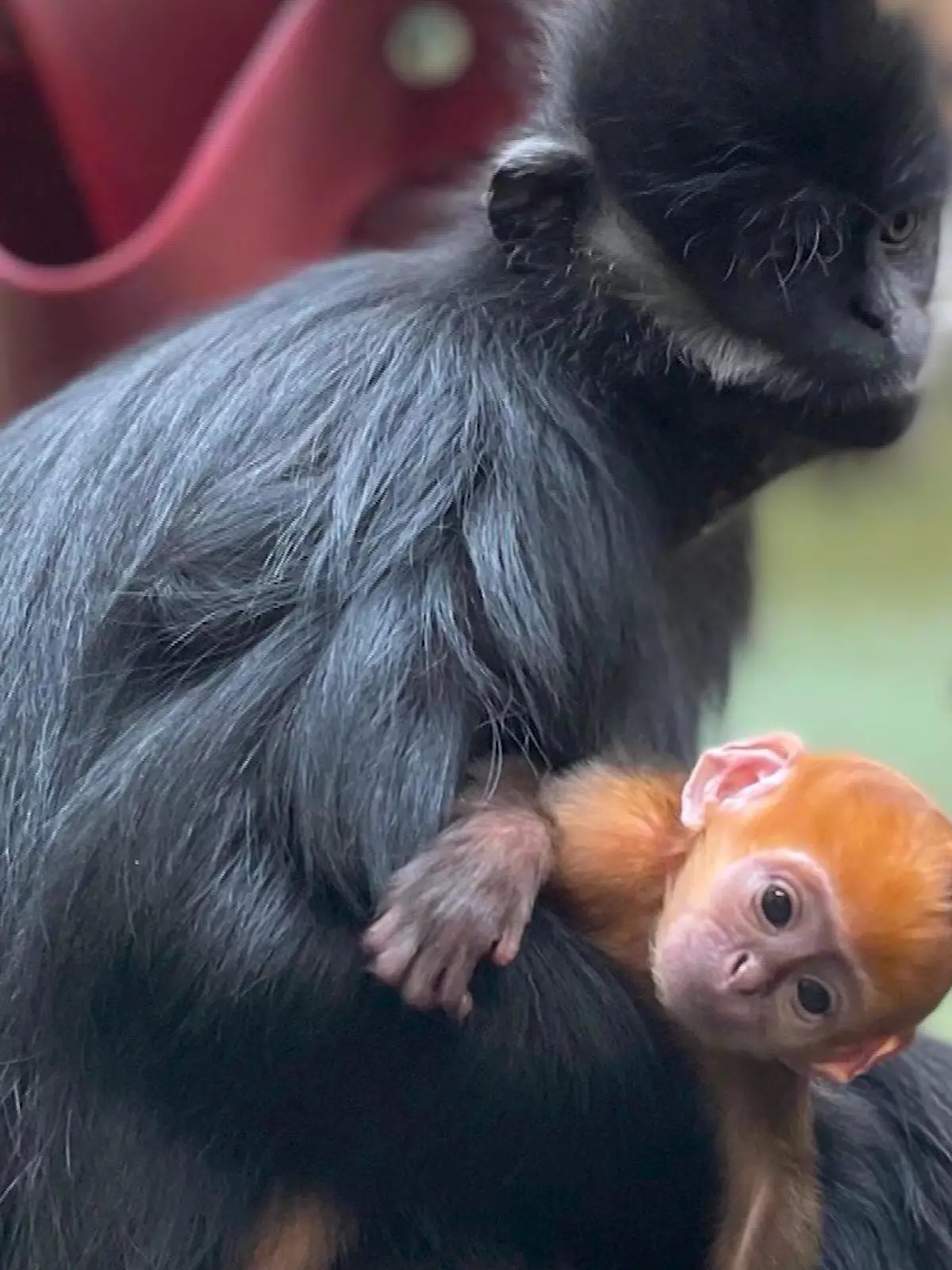 Der kleine Tonkin-Schwarzlangur hängt in den Armen seiner Mutter im Zoo Whipsnape.