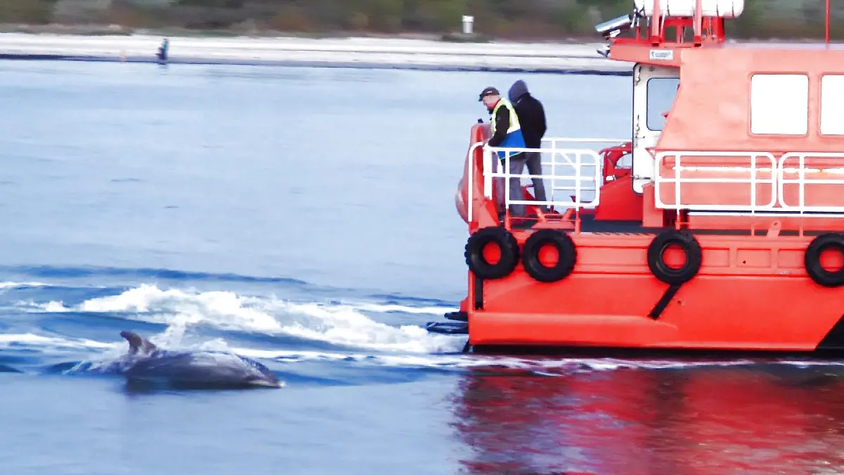 Delfin-Watching an der Ostsee: Deflin Delle zieht alle in seinen Bann.