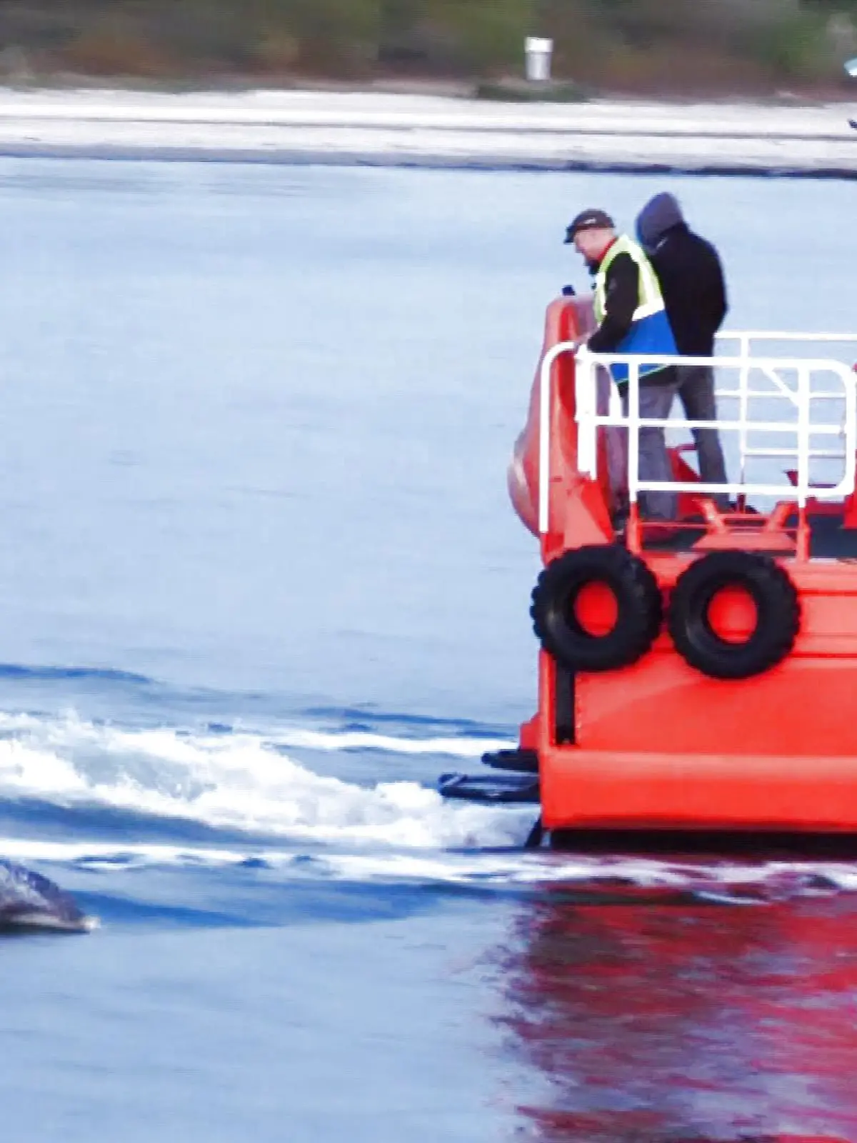 Delfin-Watching an der Ostsee: Deflin Delle zieht alle in seinen Bann.