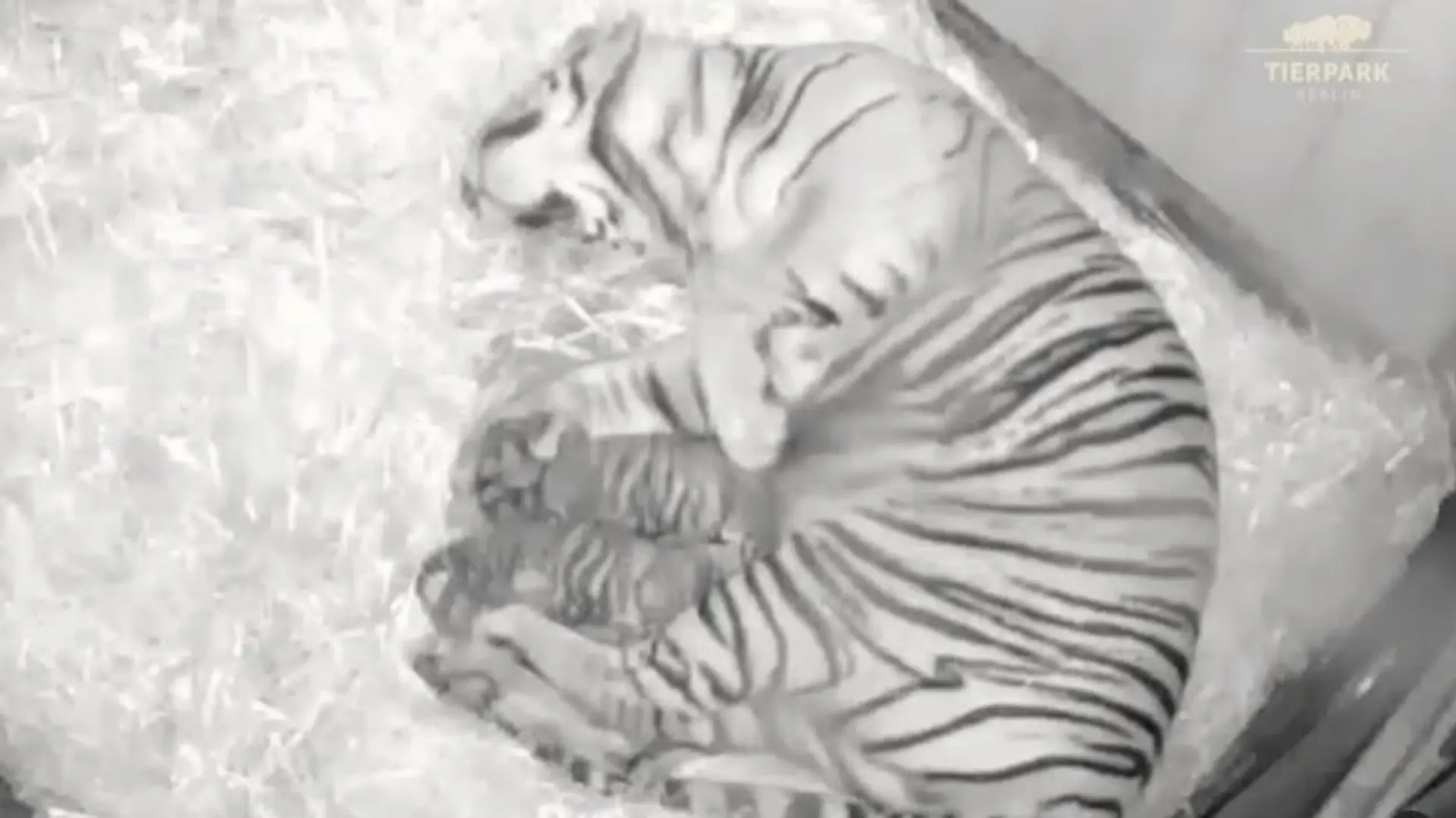 Tigerbabys