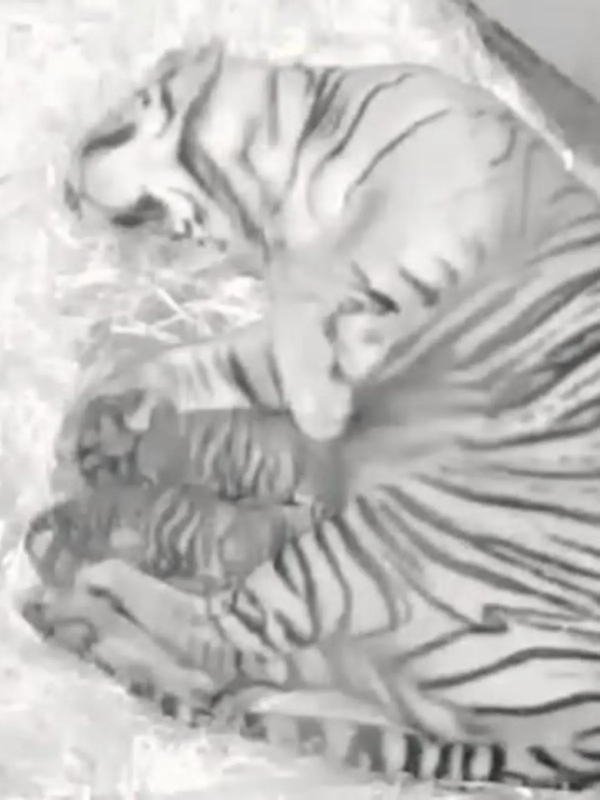 Tigerbabys