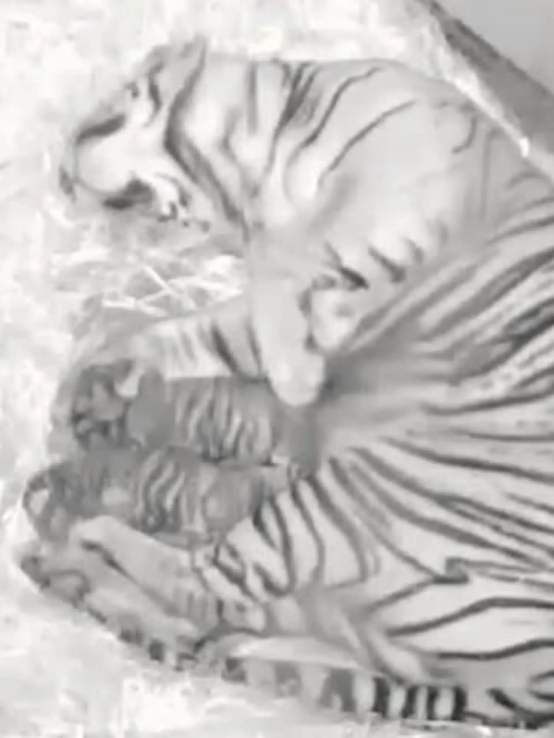 Tigerbabys