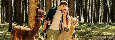 Lama- und Alpakawanderung