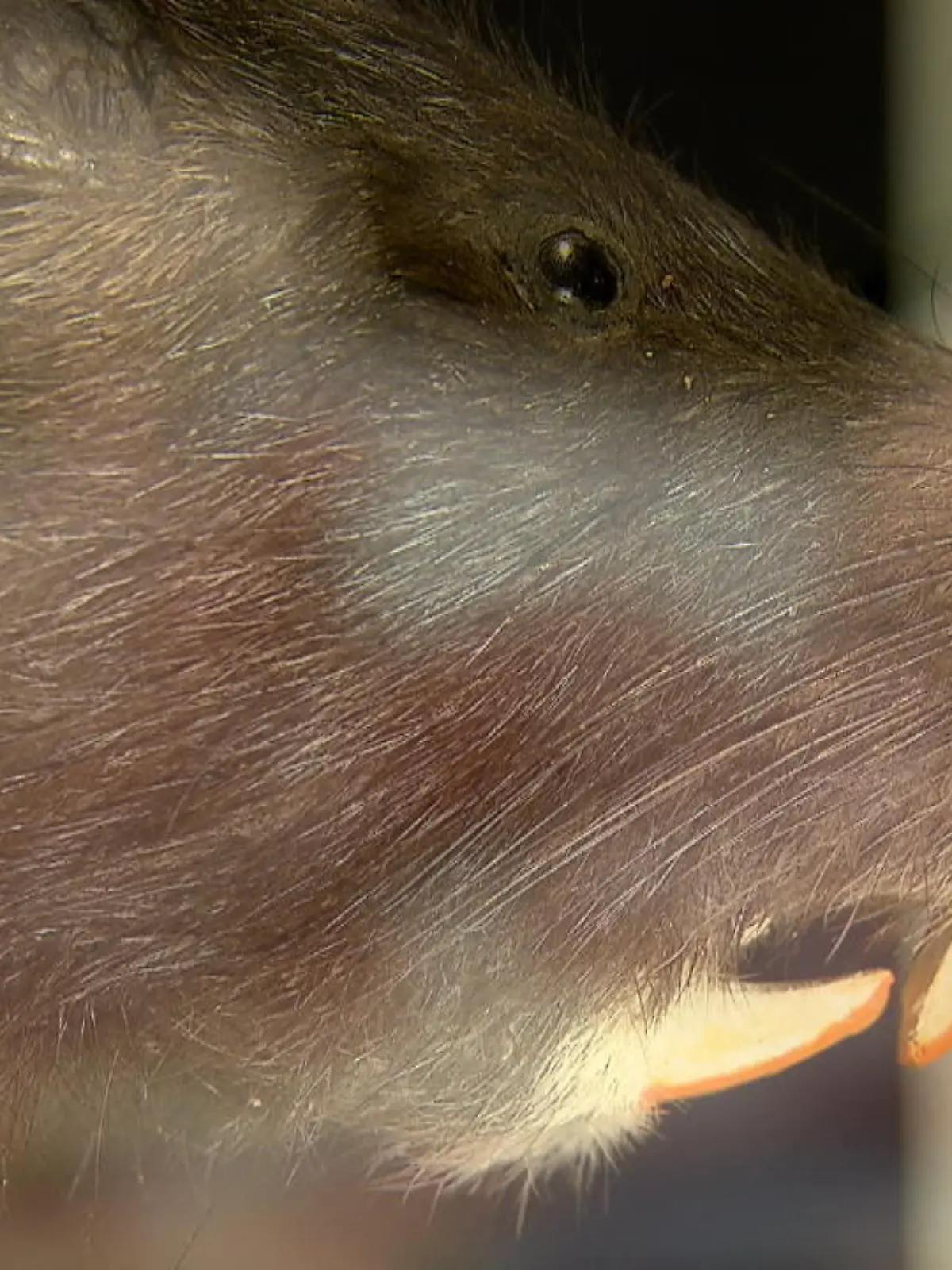 Nutrias, auch Biberratten genannt sind für viele Menschen eine Plage. Im ganzen Rheinland werden sie gejagt. Aber wenn die Tiere schon gejagt werden, dann können wir sie doch auch essen? Das war wohl der Gedanke eines Kochs aus Meerbusch. Da landen Nutrias jetzt in der Pfanne. Ob die schmecken, hat unsere Reporterin mal getestet.

Wenn Sie sich jetzt jetzt auch an die Nutrias trauen, kommt hier das Rezept aus dem Beitrag:

Pfeffer von der Nutria mit Rübenkraut

1 ganzer Sumpfbiber

0,4 l Essig (5 Prozent)
1,5 l Wasser
2 dicke Zwiebeln
1 Möhre
½ Knollensellerie
Lorbeerblatt, Wacholderbeeren, Nelken,
4 EL Salz
4 EL Zucker
2 EL Rübenkraut
2 EL Johannisbeergelee
Fett
dunkle Mehlschwitze zum Abbinden

Und so geht’s
Gemüse in Würfel schneiden. Das Nutria-Fleisch mit dem Gemüse, den Gewürzen, Wasser und Essig in eine Schüssel geben und einlegen. Besonders lecker wird’s, wenn das ganze bis zu fünf Tage zieht.

Dann das eingelegte Fleisch durch ein Sieb schütten und auch das Gemüse auffangen. Das Wild mit etwas Fett anbraten. Anschließend das abgetropfte Gemüse hinzugeben und alles schön anrösten.

Jetzt den abgeschütteten Fond dazu geben. Alles zusammen bis zu zwei Stunden köcheln lassen, bis das Fleisch schön weich ist.

Nun Fleisch entnehmen. Den Fond durch ein Sieb geben. Rübenkraut und Johannisbeergelee zugeben und mit dunkler Mehlschwitze abbinden.

Wenn die Soße die gewünschte Dickflüssigkeit erreicht, mit Salz, Pfeffer und Zucker abschmecken. Das Fleisch wieder zurück in die Sauce geben. Einmal aufkochen und servieren!