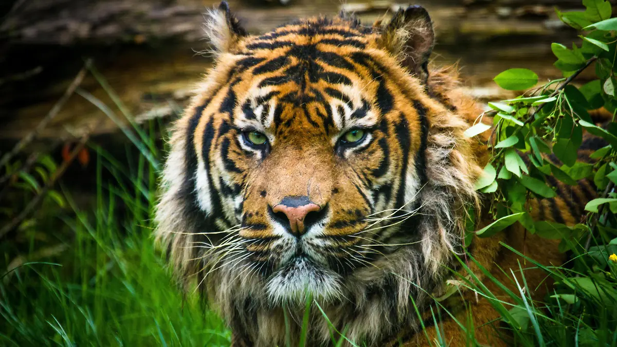 Sumatra-Tiger (Panthera tigris sumatrae)