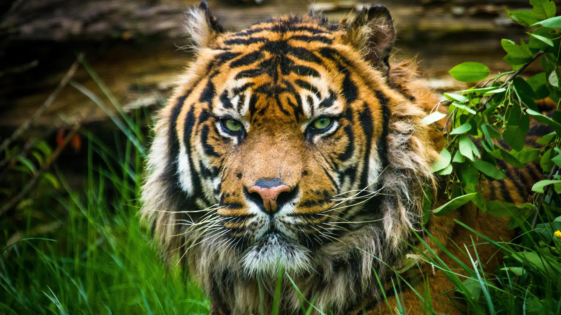 Sumatra-Tiger (Panthera tigris sumatrae)