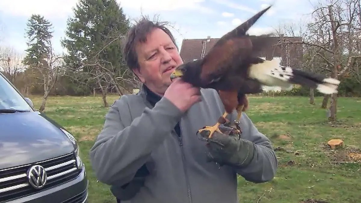 Greifvögel haben in Gröbenzell mehr als 60 Krähen-Brutpaare erfolgreich vertrieben.