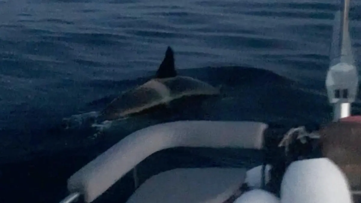 A whale swims next to a sailing boat in the Strait of Gibraltar, Spain May 24, 2023, in this still image obtained from a social media video. April Boyes/Instagram @ april_georgina/via REUTERS THIS IMAGE HAS BEEN SUPPLIED BY A THIRD PARTY. MANDATORY CREDIT. NO RESALES. NO ARCHIVES.