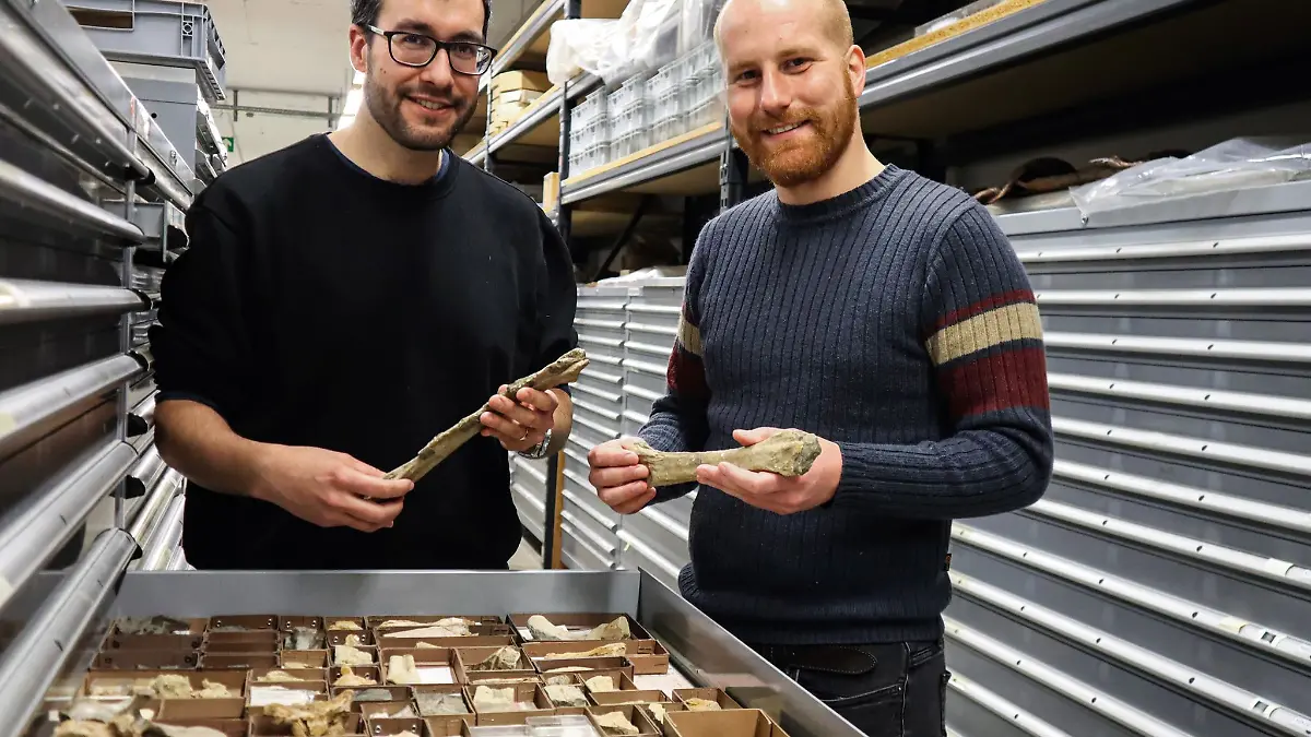 Eudald Mujal (l) und Stephan Spiekman vom Staatlichen Museum für Naturkunde Stuttgart stehen vor einer Schublade mit Knochen von Dinosauriern.