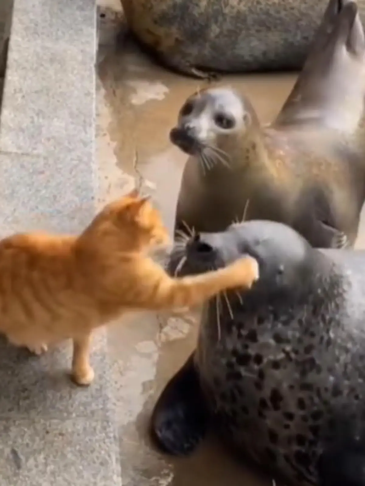 Eine Sache muss man dieser Katze wirklich hoch anrechnen: Für Fisch legt sie sich sogar mit großen Seehunden an. Bei der Fütterung wollte die Mieze auch den ein oder anderen Fisch ergattern - die Seehunde waren aber einfach schneller. Und das macht die Katze so aggressiv, dass sie gleich mal ein paar Ohrfeigen verpasst.