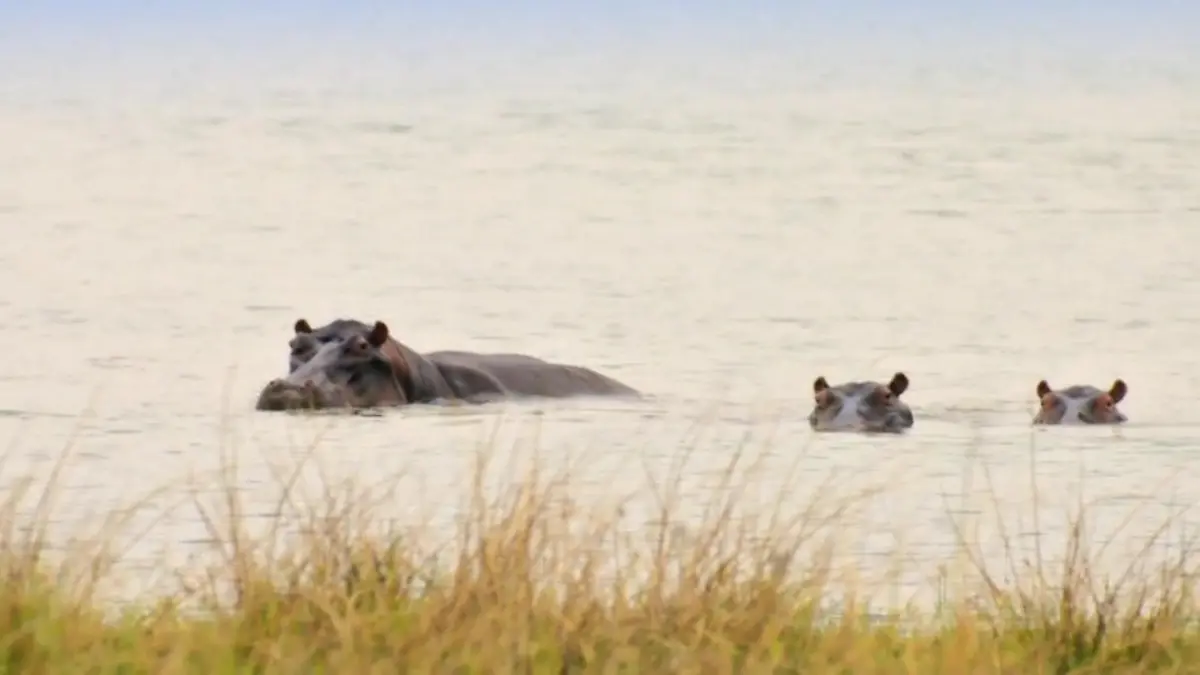 Atemberaubende Momente auf der Safari-Tour DSDS 2018: Der erste Südafrika-Recall