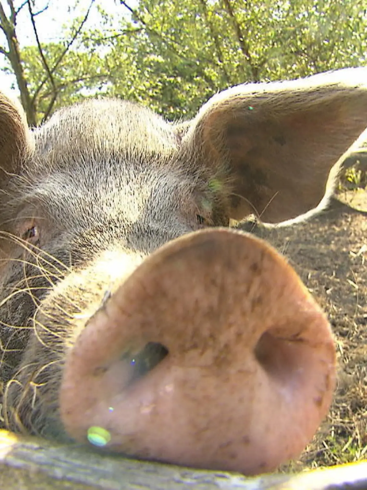 Auf Instagram lässt Schwein Rosalie so richtig die Sau raus. Mehr als 21.000 Menschen verfolgen auf der Plattform das Leben der 400 Kilogramm schweren Sau. Dabei entkam die Schweinedame nur knapp dem Tod und ist bei Landwirtin Maren Osterbuhr aus Großefehn nun sauglücklich.
Wie es Rosalie heute geht und womit sie Landwirtin Maren richtig beeindruckt, sehen Sie im Video.
