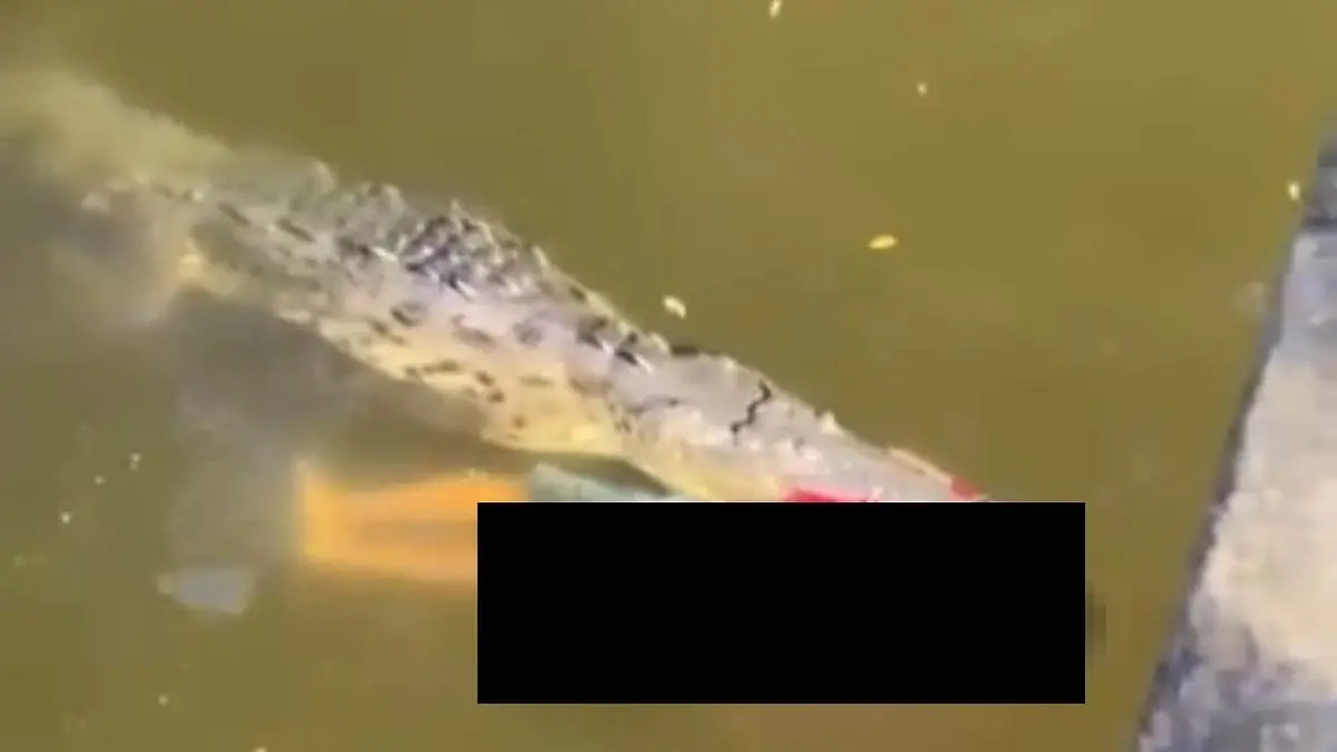 Hier passiert es. Das Krokodil attackiert den jungen Fußballspieler.