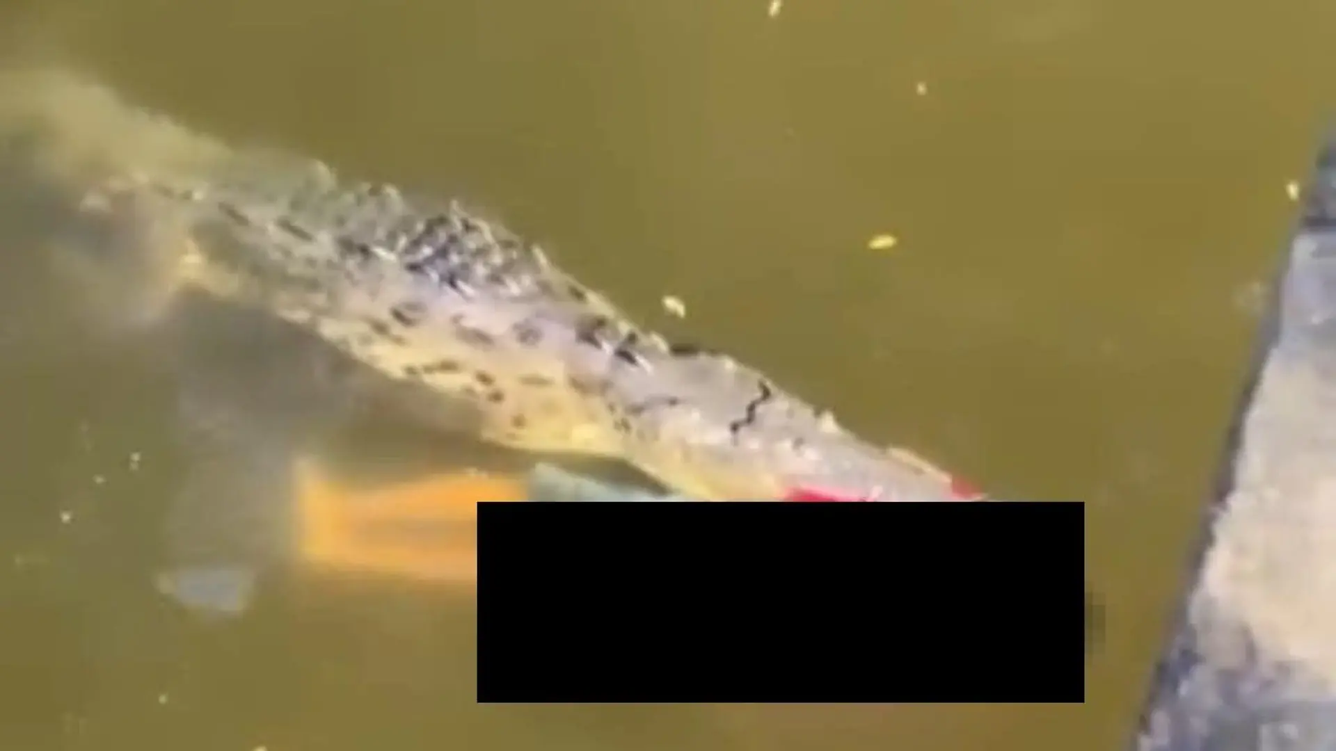 Hier passiert es. Das Krokodil attackiert den jungen Fußballspieler.