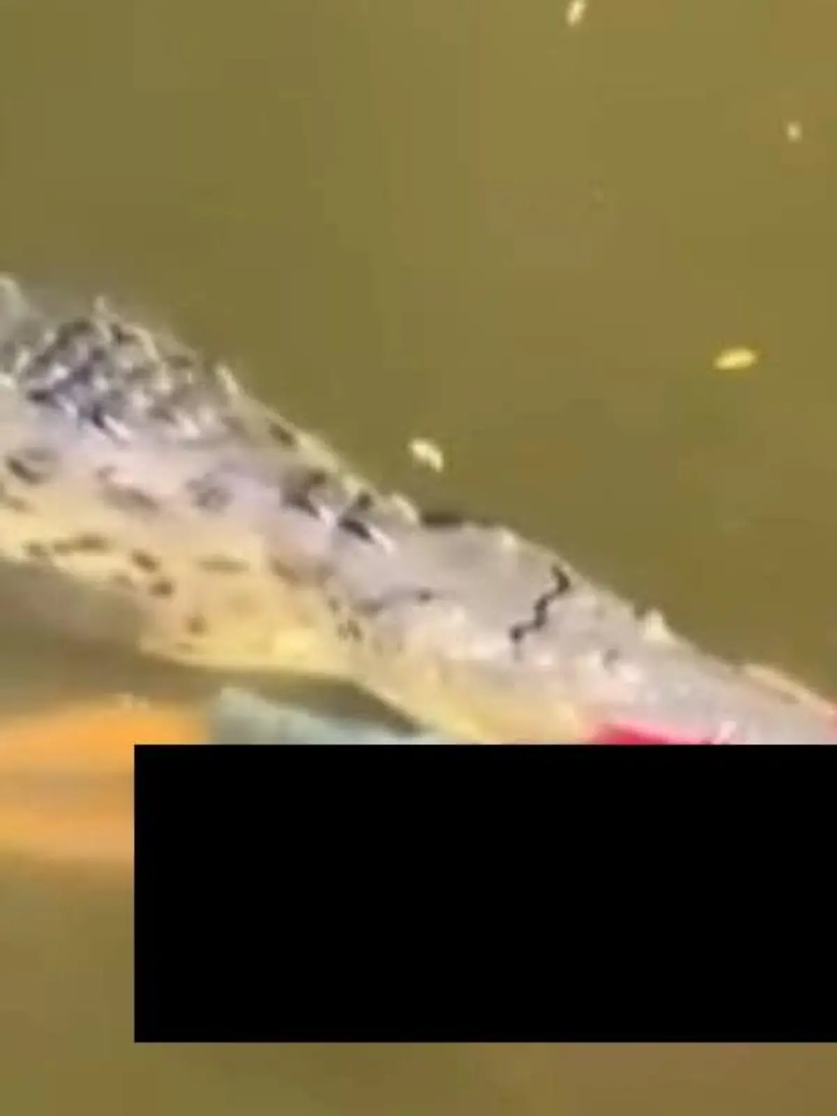 Hier passiert es. Das Krokodil attackiert den jungen Fußballspieler.