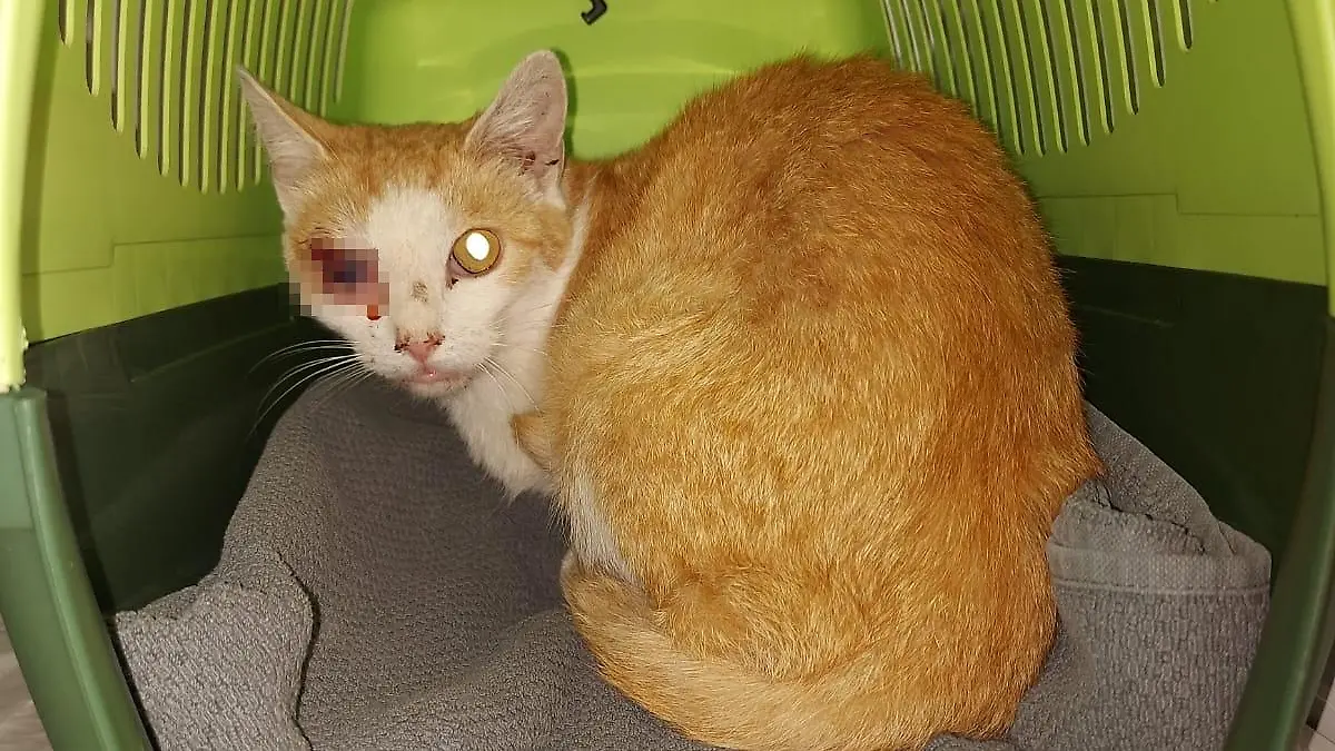 Snufkin kann nur noch auf einem Auge sehen. (Facebook/Tierhilfe Wolfsburg)
