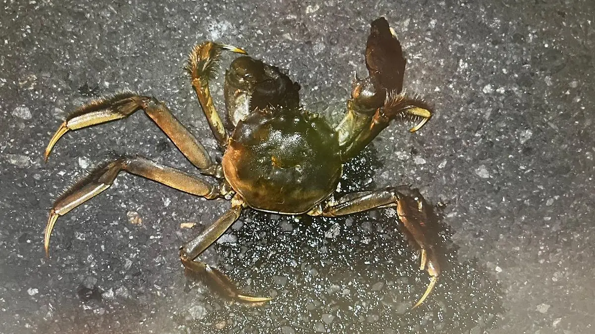 Mr. Krabs 2