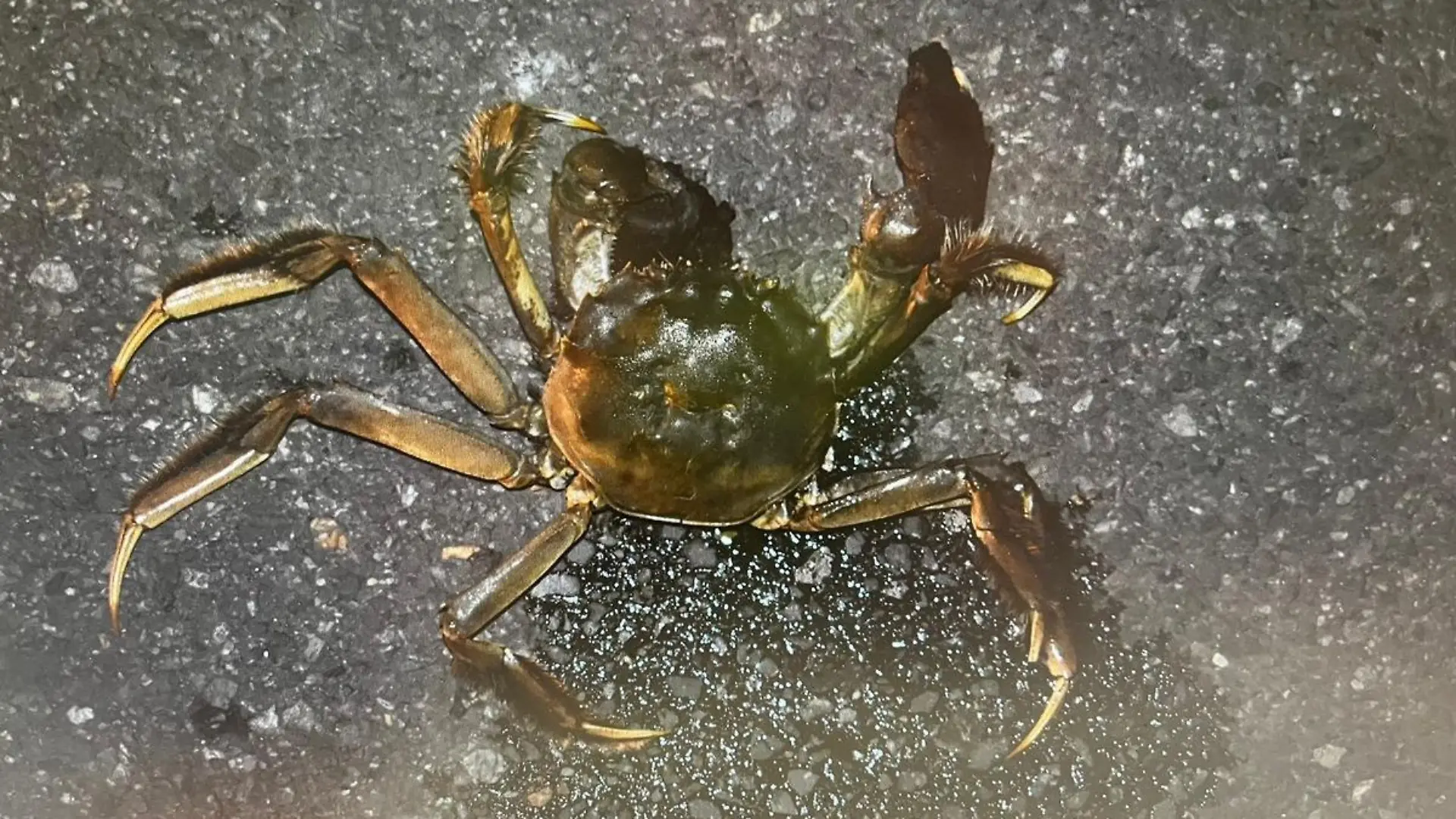 Mr. Krabs 2
