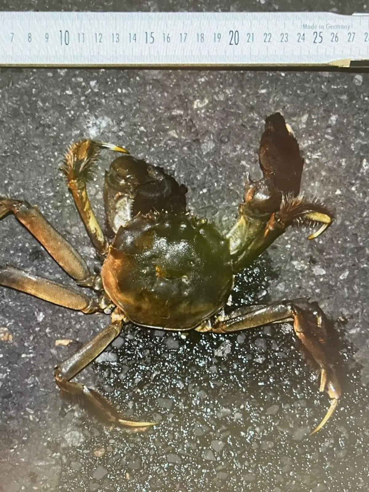 Mr. Krabs 2
