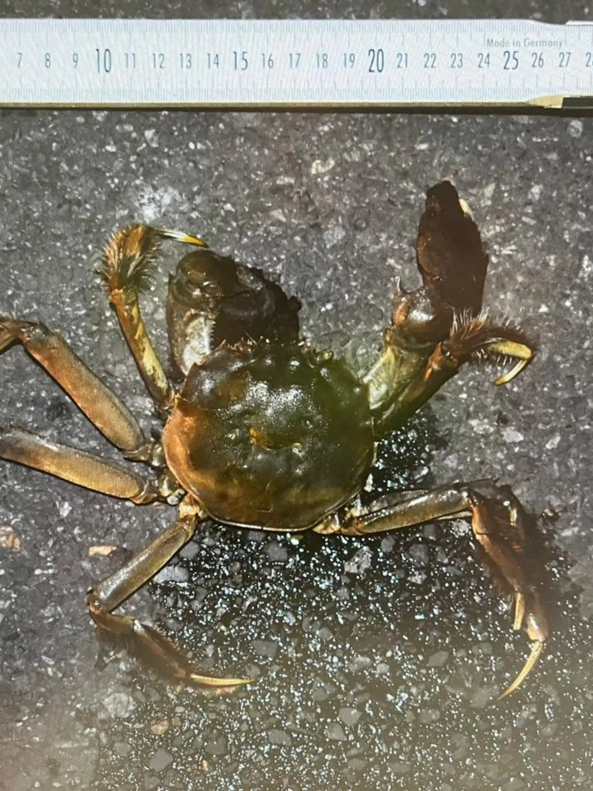 Mr. Krabs 2