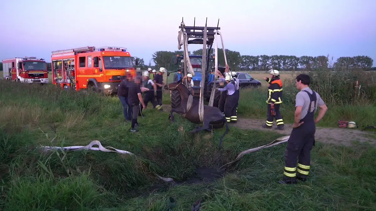 Mit einem Traktor und Schläuchen wird das Pferd im dritten Anlauf gerettet.