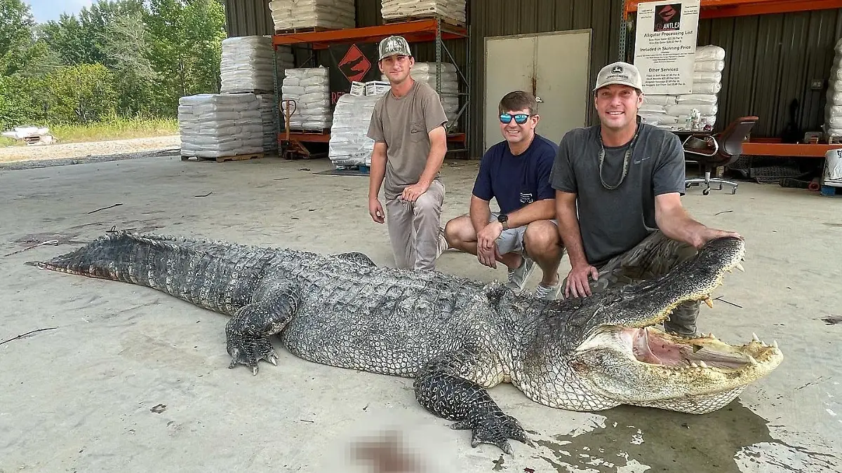 Diesen riesigen Alligator fingen Jäger im US-Bundesstaat Mississippi.