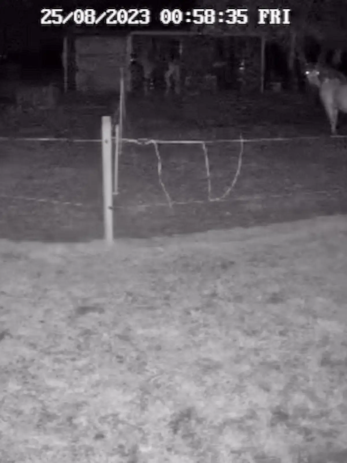 Erschreckende Tat in Maschen/Seevetal - Ein junger Mann hat sich in der Nacht zum Freitag gegen 1 Uhr an einem Pony in Maschen sexuell vergangen. Videoaufnahmen der Stallbesitzerin zeigen den Täter, der seine Tat im aller Ruhe ausführte. Hamburg, der 26.08.2023