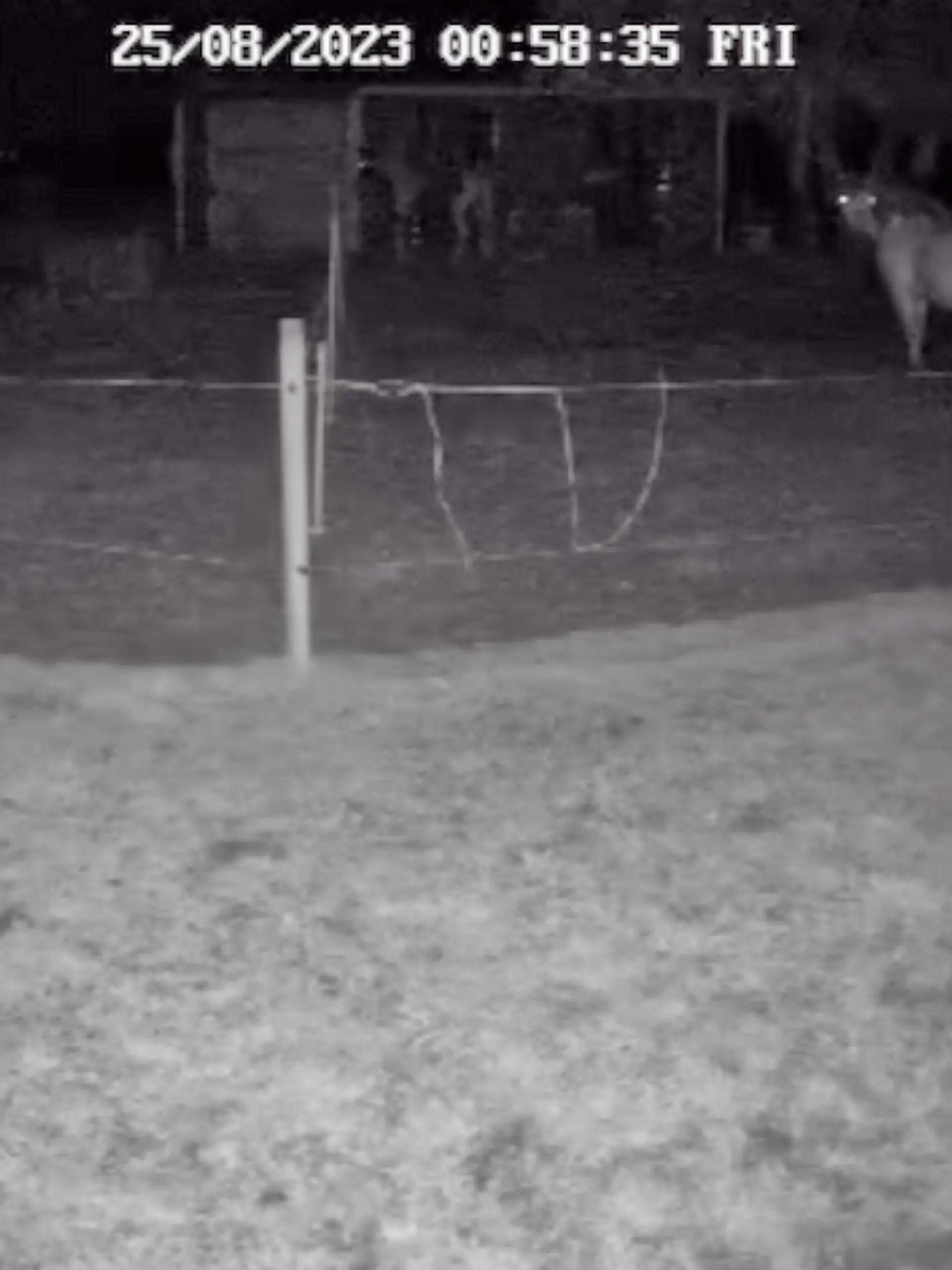 Erschreckende Tat in Maschen/Seevetal - Ein junger Mann hat sich in der Nacht zum Freitag gegen 1 Uhr an einem Pony in Maschen sexuell vergangen. Videoaufnahmen der Stallbesitzerin zeigen den Täter, der seine Tat im aller Ruhe ausführte. Hamburg, der 26.08.2023
