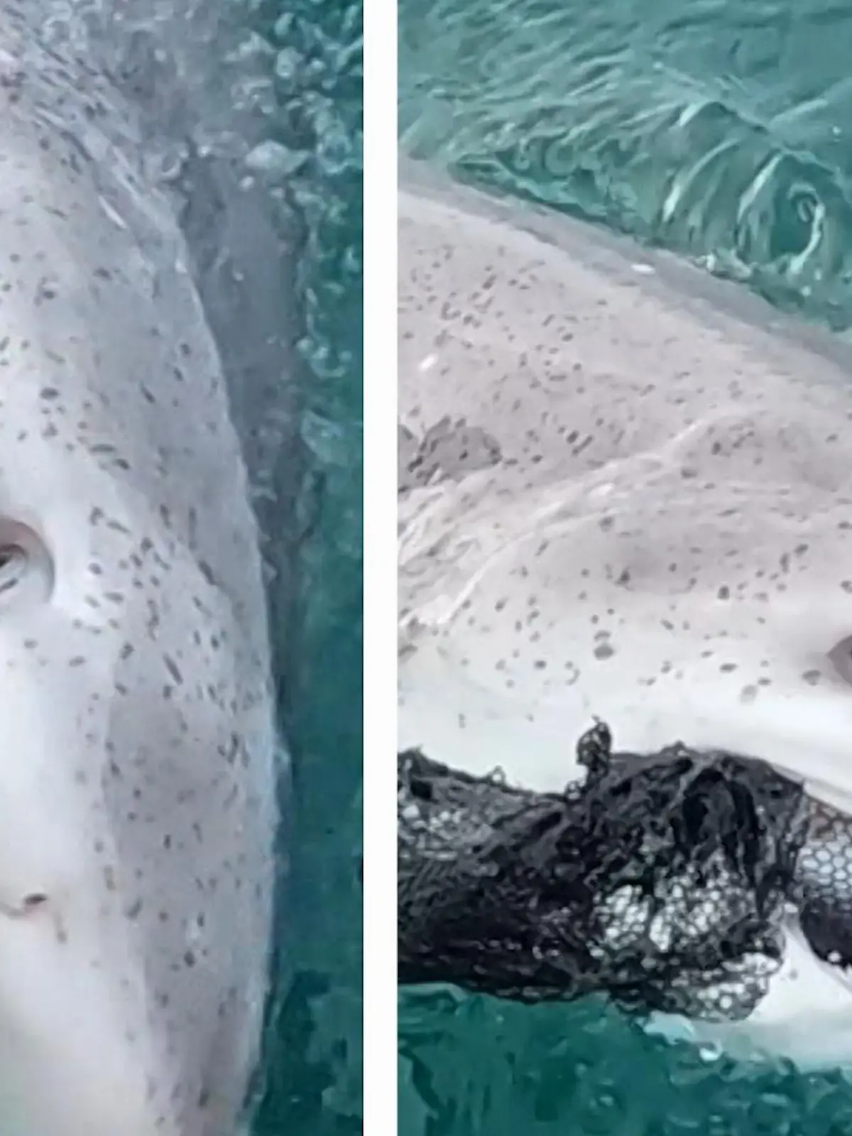 Jason Moresby aus Neuseeland will eigentlich nur entspannt angeln gehen, als plötzlich etwas aus dem Wasser schießt - im Video.