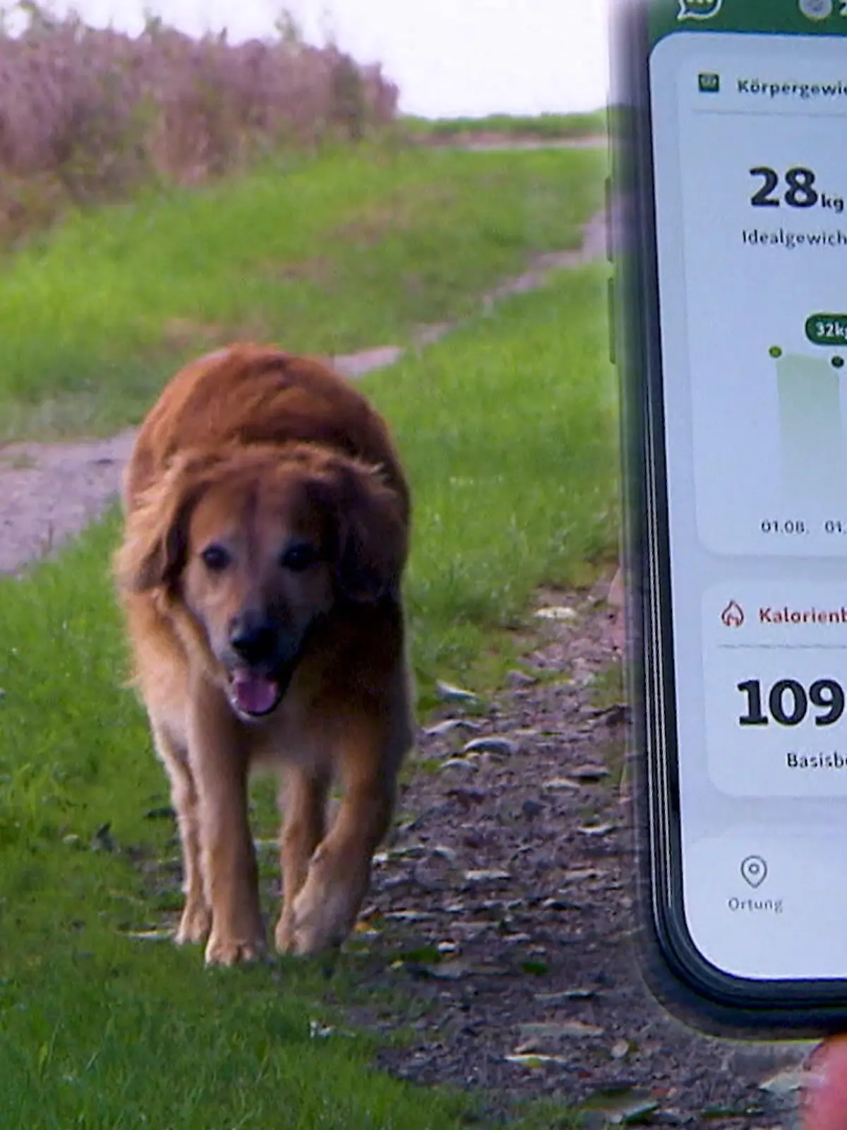 Was für ein Albtraum für Hundebesitzer: Sie gehen im Wald spazieren, der eigene Hund läuft ohne Leine, wittert plötzlich irgendwas und ist weg. 32.000 Hunde sind letztes Jahr entlaufen und rund 90.000 Katzen. Sogenannte Tiertracker mit GPS könnten da helfen. Auf dem Smartphone kann der Besitzer dann genau verfolgen, wo das Tier gerade ist. 
Wie das funktioniert und welche Tracker die besten sind, das haben wir mit Hund Oskar und seinem Herrchen getestet.