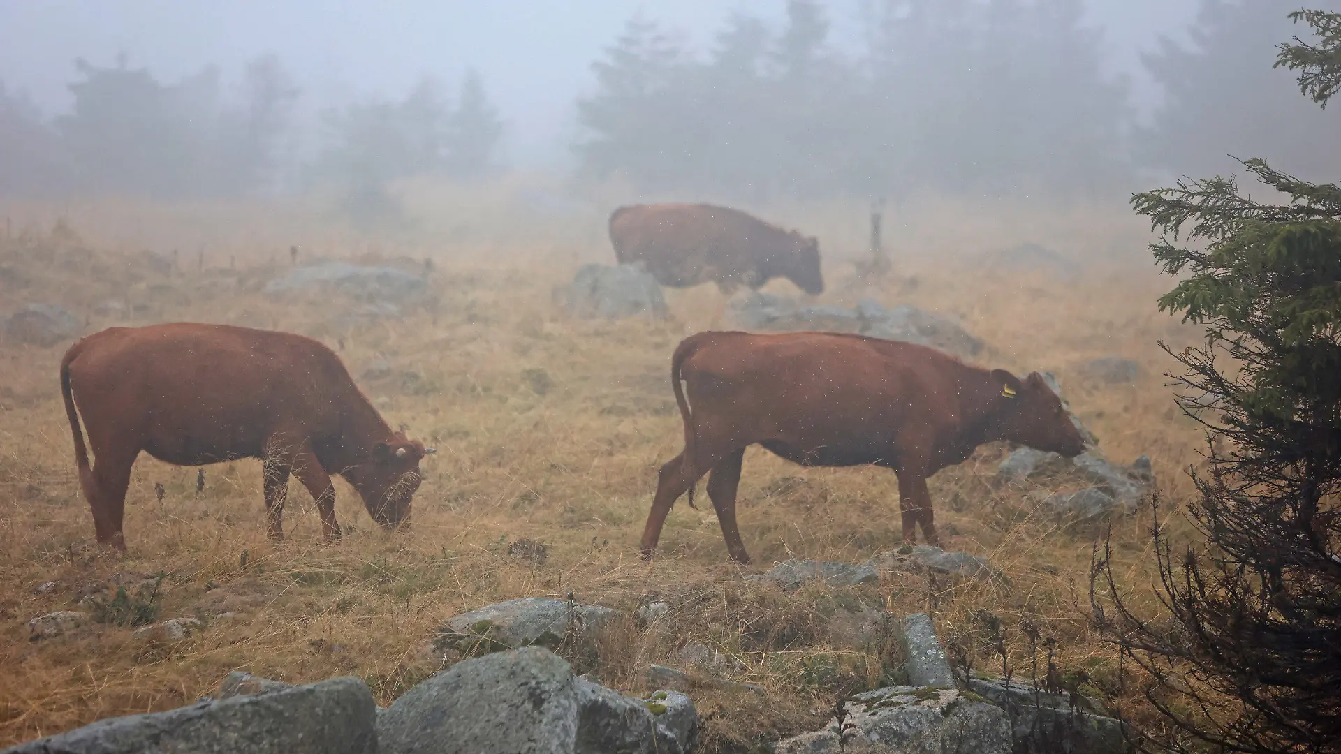 10.09.2022, Sachsen-Anhalt, Schierke: Harzkühe weiden auf dem Brocken. Nach einem Waldbrand ist der Brocken seit Freitagnachmittag wieder für Besucher freigegeben. Die Harzer Schmalspurbahn will erst ab Montag wieder ihre Züge zum Brocken fahren lassen. Das unbeständige regnerische Wetter lockte nur wenige Besucher auf den Harzgipfel. Foto: Matthias Bein/dpa +++ dpa-Bildfunk +++