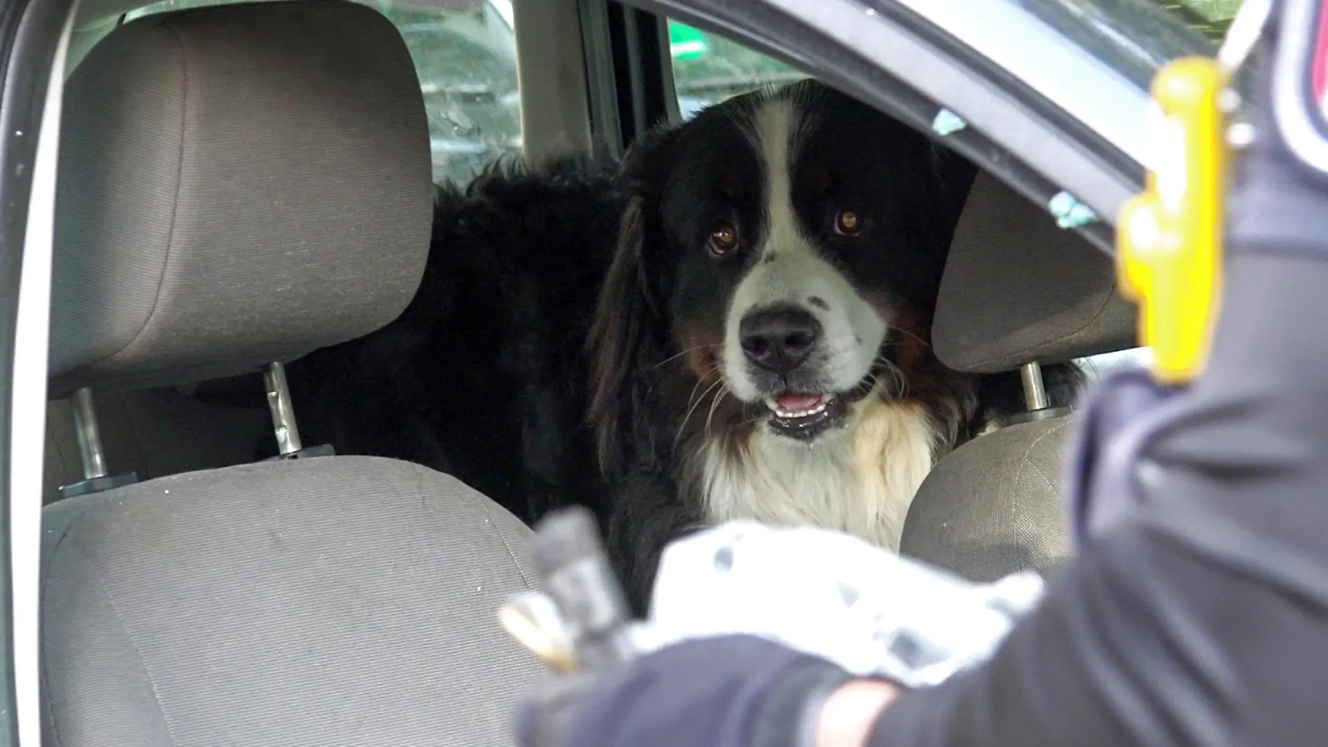 Hamburg – Dem Hundebesitzer war die Spa-Behandlung wohl wichtiger als das Leben seines Hundes – so scheint es zumindest. Am Montag, 11. September 2023, im Hamburger Stadtteil Rotherbaum. Gegen 17:24 Uhr werden Passanten auf ein im Fahrzeug eingesperrten Hund aufmerksam. Sofort wählten die besorgten Bürger den Notruf. Der Grund – in Hamburg prallt die Sonne mit voller Energie auf die Hansestadt. Temperaturen um die 30 °C sind in mehreren Stadtteil auf den Thermometern abzulesen. Absolute Lebensgefahr für den Vierbeiner im aufgeheizten PKW. Einsatzkräfte der Feuerwehr und der Hamburger Polizei zögern nicht lange. Noch bevor der Besitzer sich aus dem Spa-Bereich des Hotels bequemte, schlugen die Retter die Scheibe des Fahrzeuges ein. Der Hund, sichtbar erleichtert, freut sich über die frische Luft. Als der Besitzer aus dem Spa-Bereich kam, war er allerdings weniger begeistert von der "Rettungsaktion" seines Hundes. Sein Hauptproblem war nun seine kaputte Seitenscheibe. Der Hund, so schien es, war für ihn zweitrangig. Lieber war der "Hundebesitzer" damit beschäftigt, mögliche Aufnahmen des Feuerwehreinsatzes zu verhindern – vermutlich aus Charme vor seiner Gleichgültigkeit.
