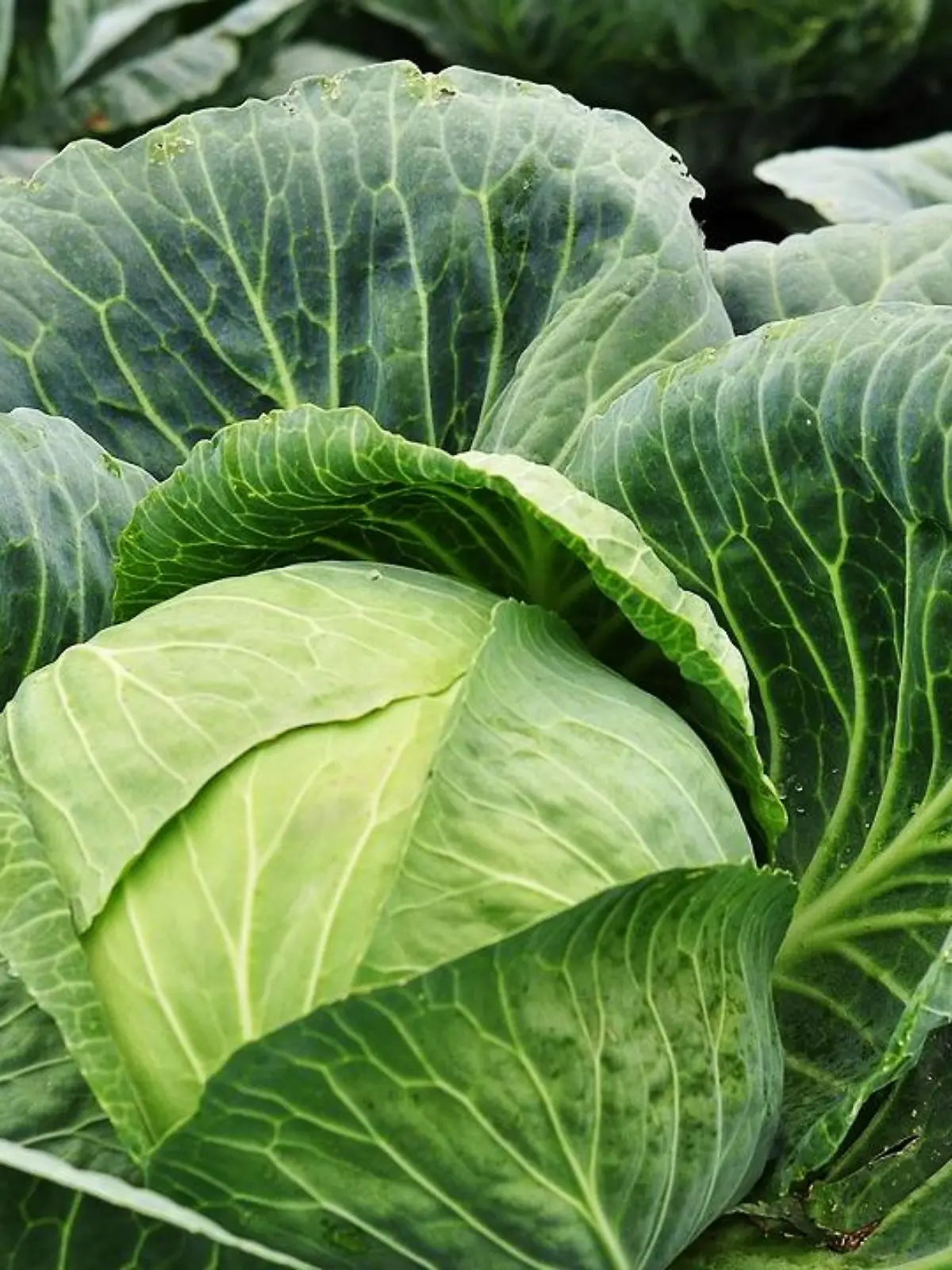 Die Kohl-Saison hat begonnen. Wetten, dass Sie das Gemüse noch nie so günstig zubereitet haben?