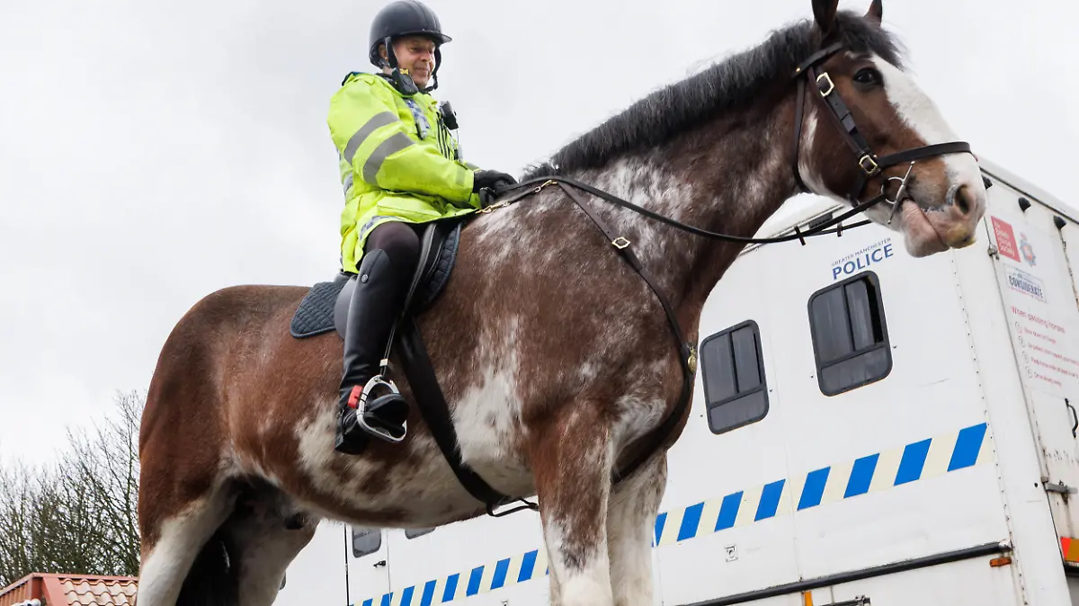 Greater Manchester Police will Pups-Pferd gegen Gewalt-Fans einsetzen