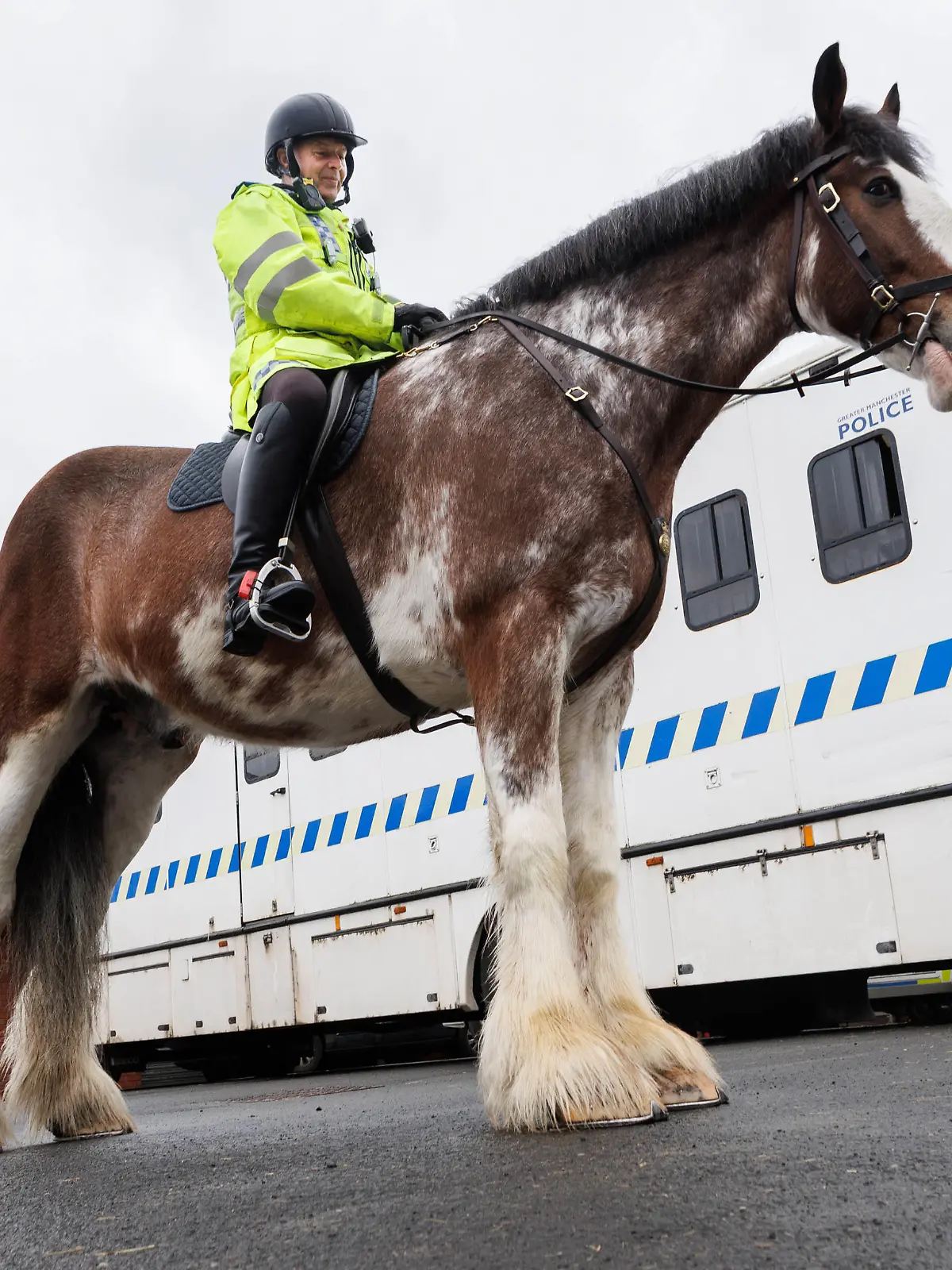 Greater Manchester Police will Pups-Pferd gegen Gewalt-Fans einsetzen