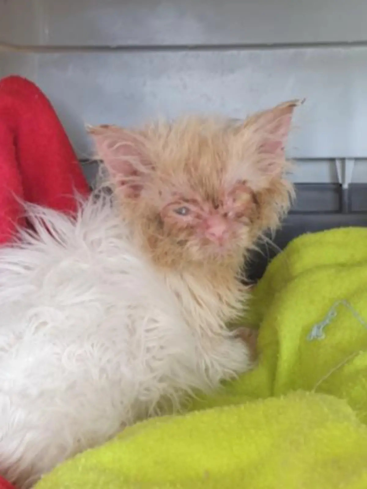 Verfilztes Fell und verklebte Augen bei Baby-Kater Faouzi.