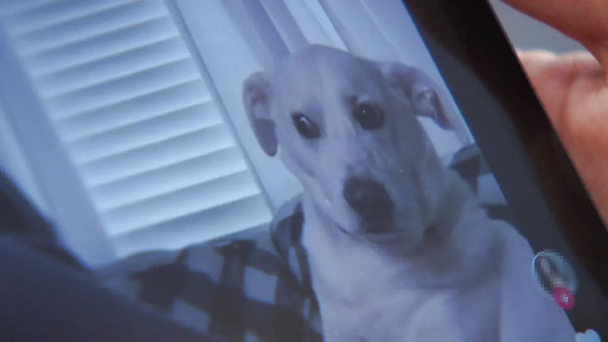 Mit weit aufgerissenen Augen wendet der Hund den Blick von seiner Besitzerin ab.