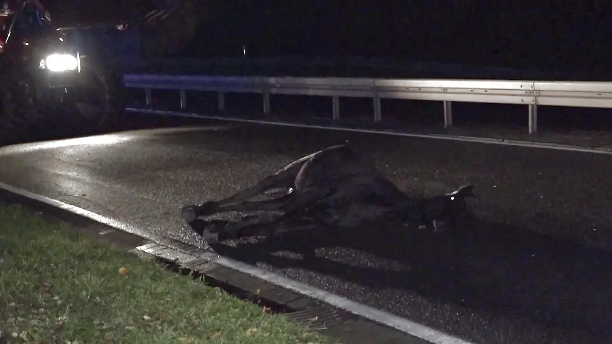 Für die Tiere kommt jede Hilfe zu spät, die beiden Pferde sterben noch am Unfallort.