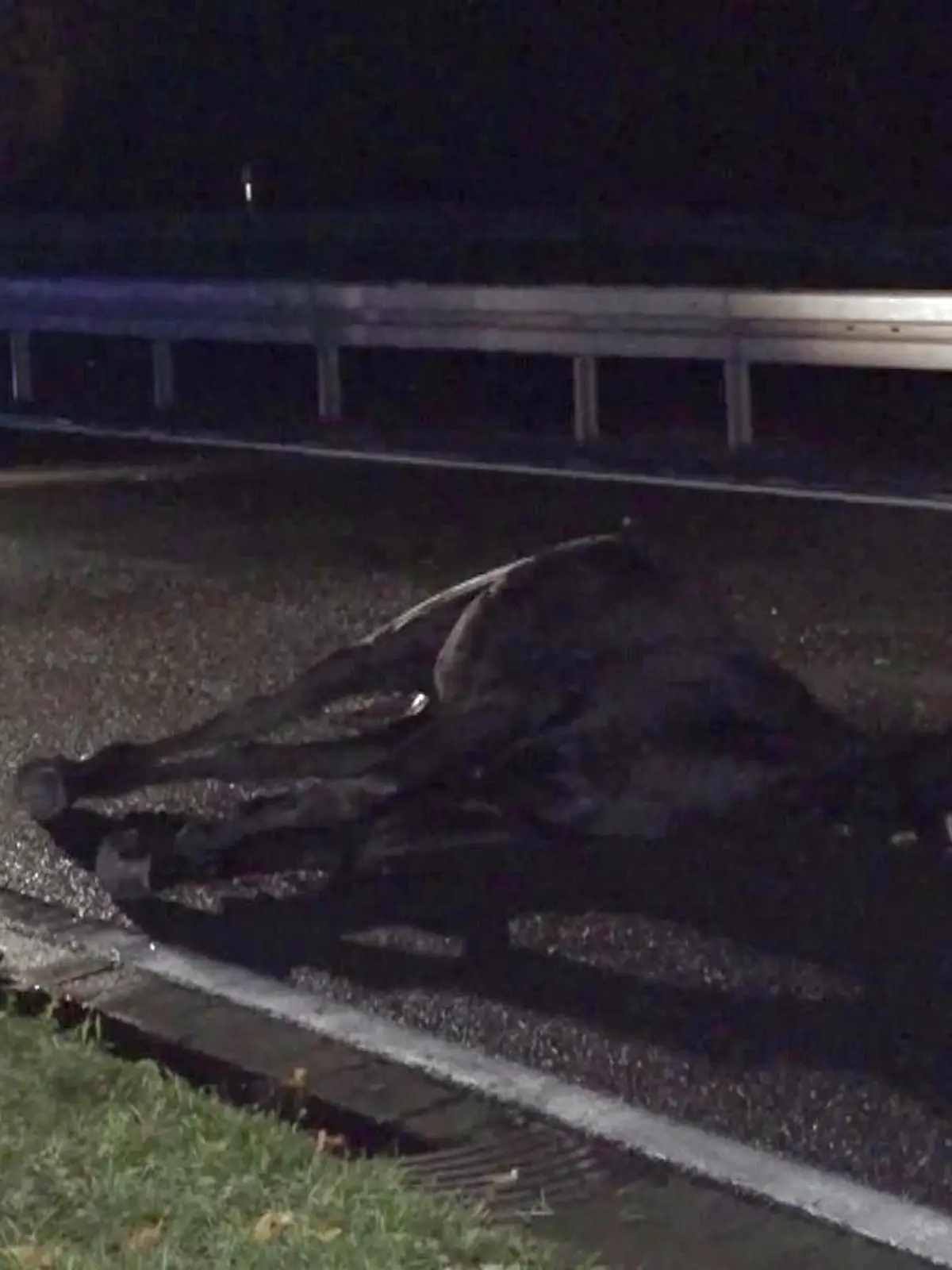 Für die Tiere kommt jede Hilfe zu spät, die beiden Pferde sterben noch am Unfallort.