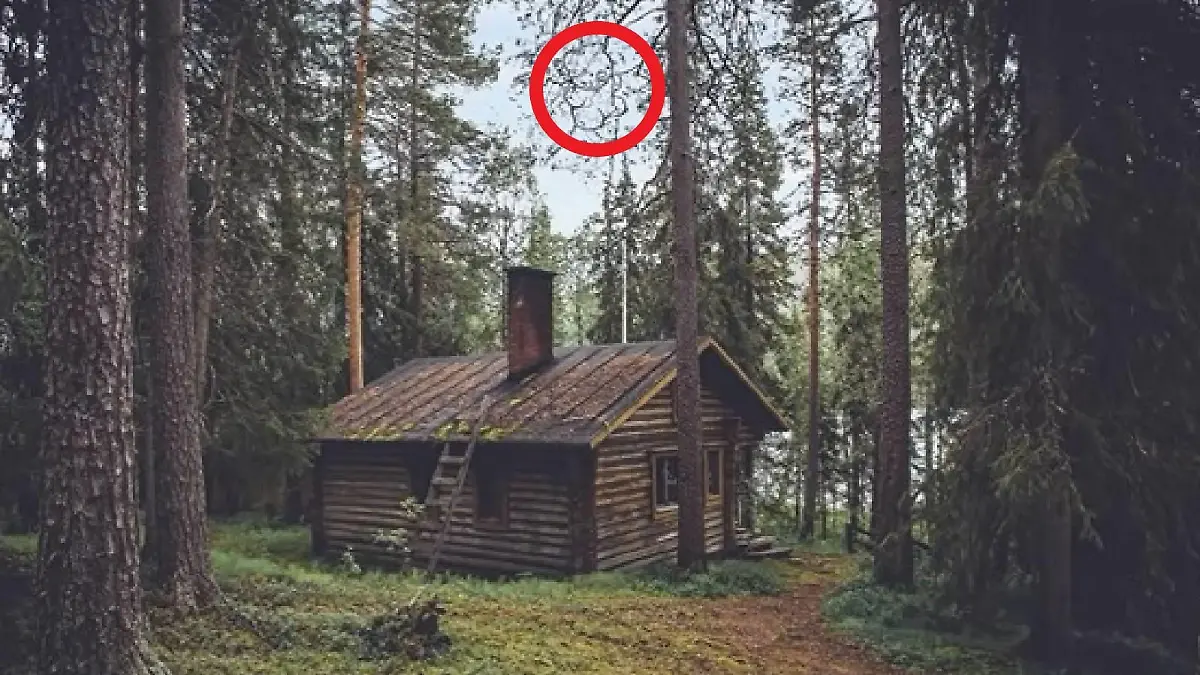 Suchbild Bär im Wald