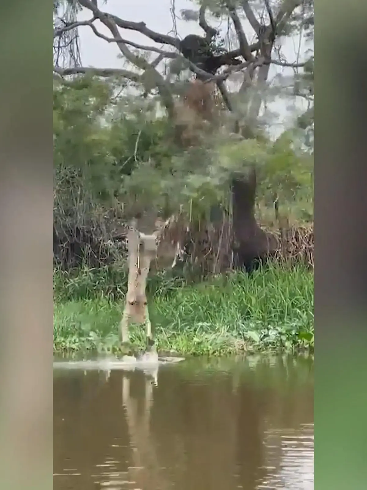 Auch wenn es auf den ersten Blick nicht so aussieht, aber hier ist ein Raubtier im Bild. Genauer genommen ein Jaguar, da rechts oben. Und der hat es auf seine Beute abgesehen. 
Im Wasser schwimmt nämlich ein Kaiman, auf den es die Großkatze abgesehen hat. Das Jagdglück ist allerdings nicht auf der Seite des Jaguars – denn der verfehlt sein Ziel und muss mit leeren Tatzen davonziehen. 
Vielleicht hat er beim nächsten Mal ja mehr Glück – oder mehr Zielwasser getrunken.