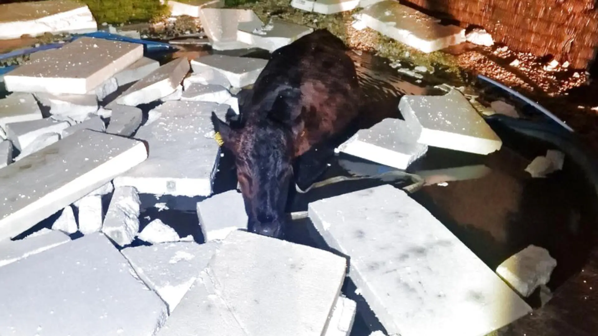 Familie in Thüringen hat ungewöhnlichen Badegast.