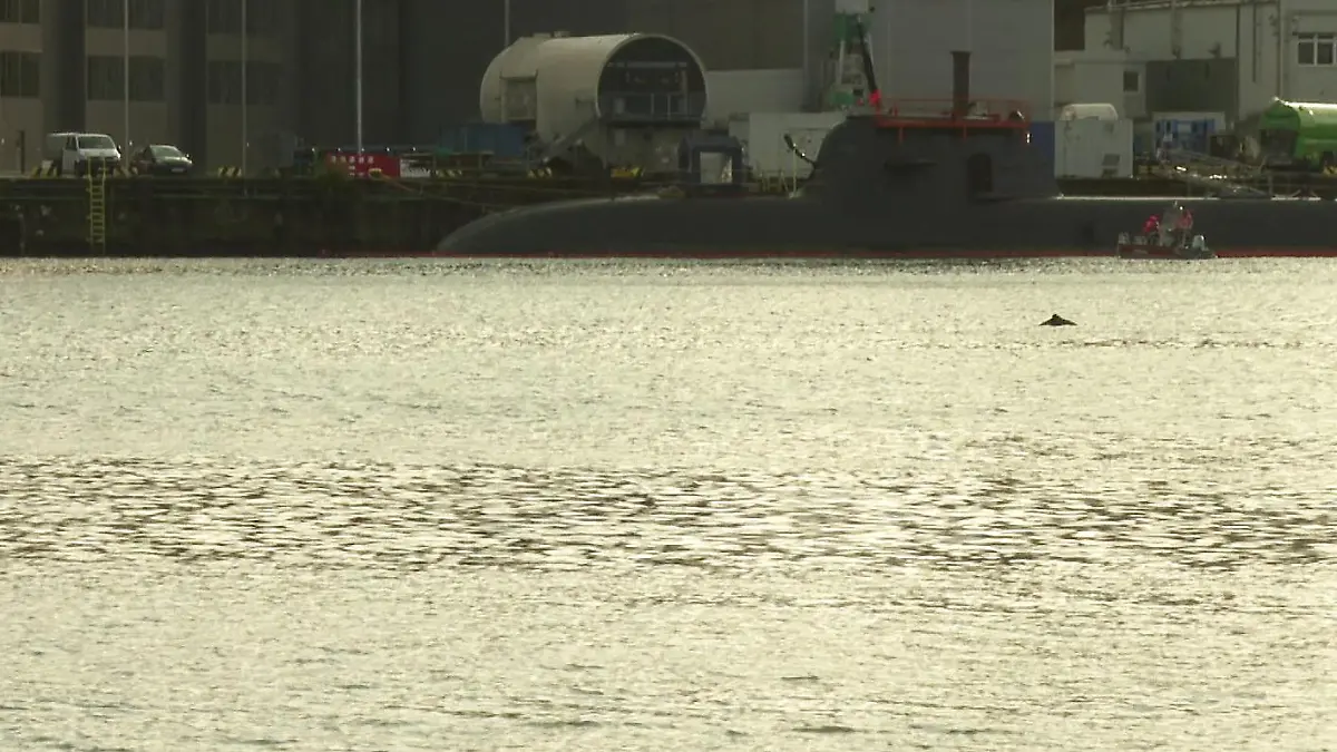 Der Delfin taucht am Freitagvormittag (24. November) immer wieder kurz in der Kieler Förde auf.