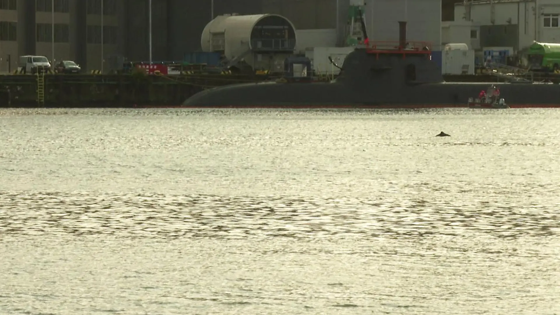 Der Delfin taucht am Freitagvormittag (24. November) immer wieder kurz in der Kieler Förde auf.